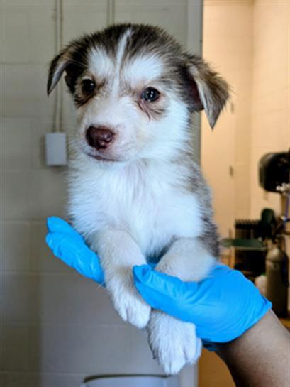 Enlarge ALOE, a Adoptable mixed breed in Frisco, CO image 1/1