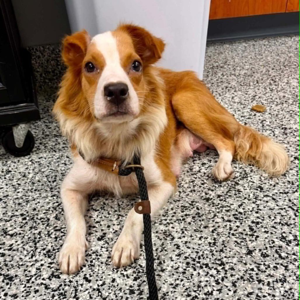 Gypsy, Adoptable, Adult Female Mixed Breed.
