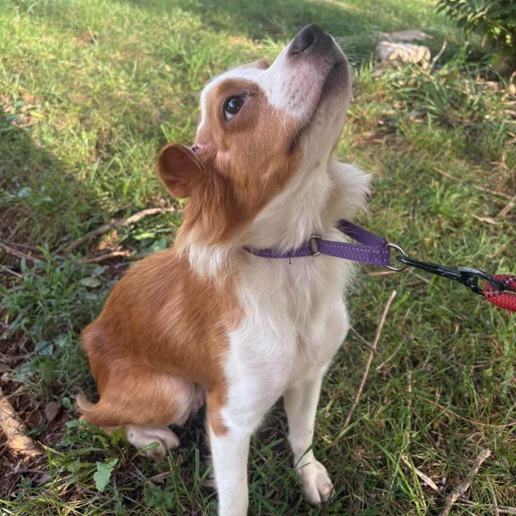Enlarge Gypsy, a Adoptable Mixed Breed in Fredericksburg, VA image 2/4