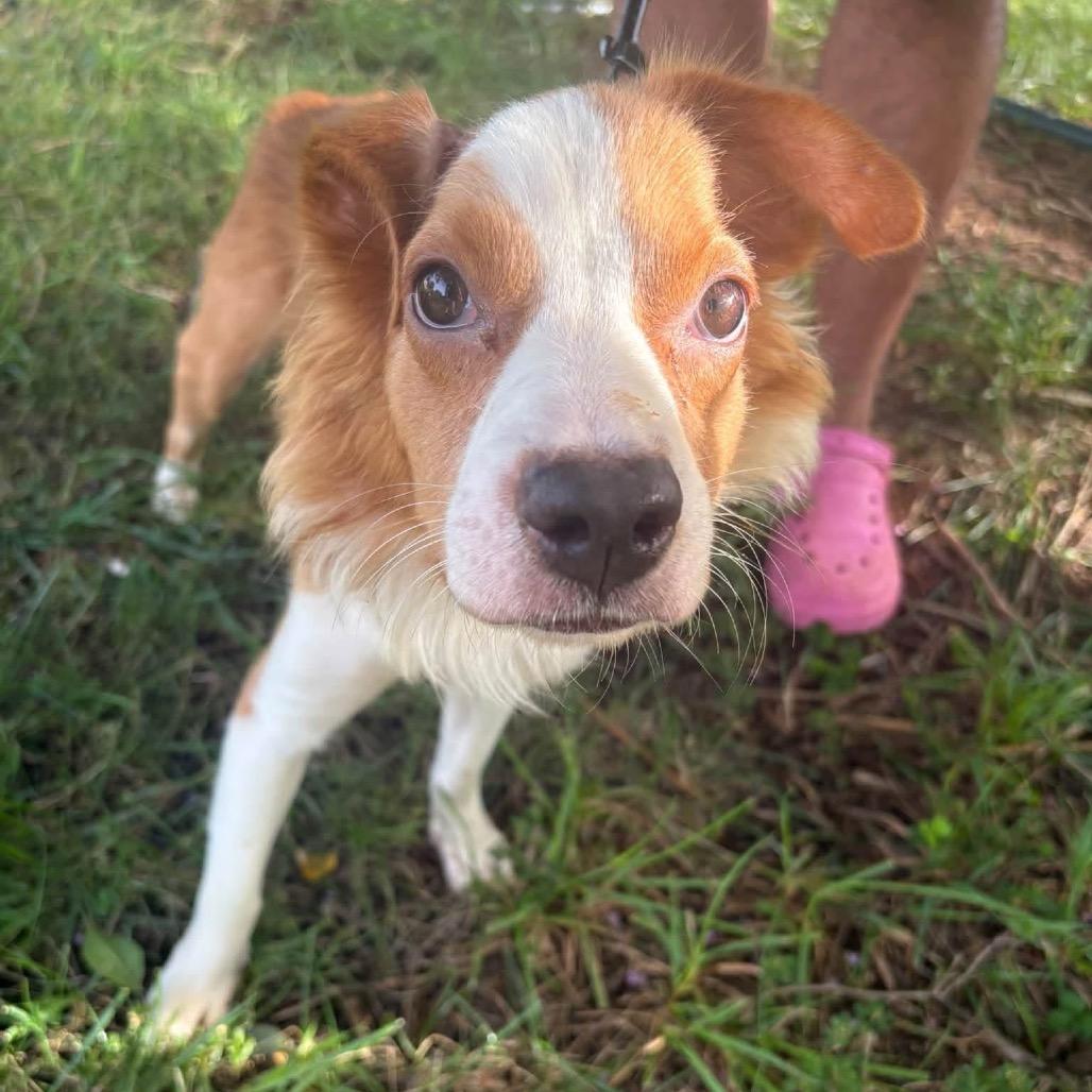 Enlarge Gypsy, a Adoptable Mixed Breed in Fredericksburg, VA image 3/4