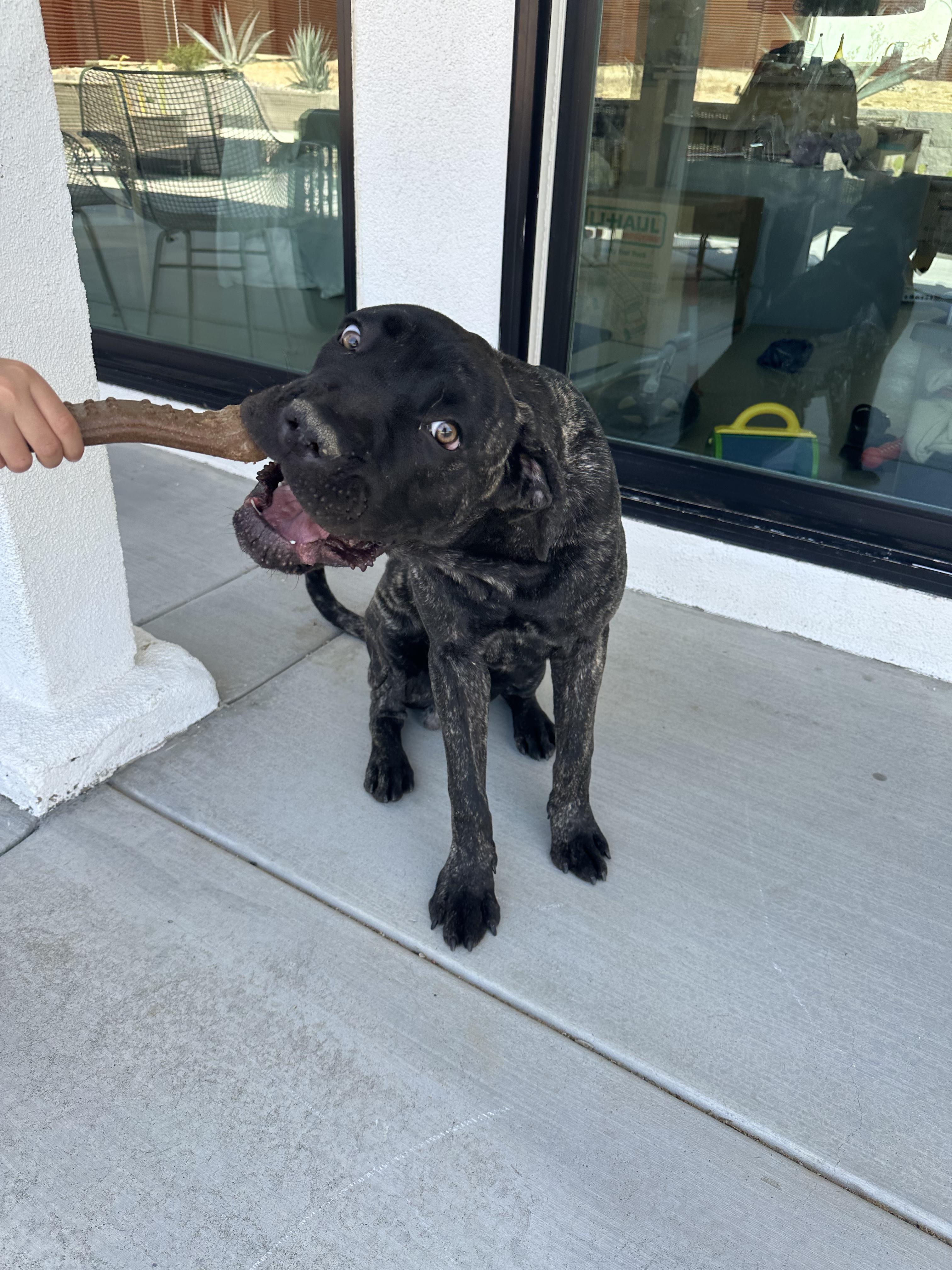 Mungo aka Baloo, adoptable, Puppy Male Mastiff & Cane Corso.