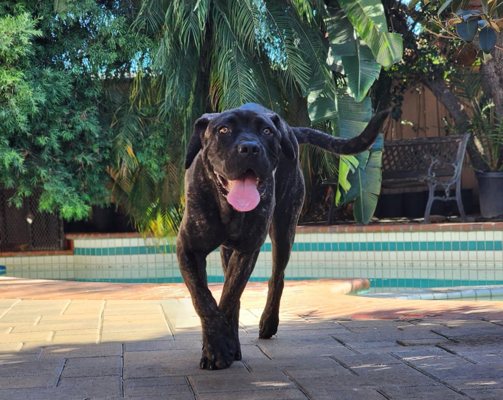 Mungo aka Baloo, an adoptable mixed breed in Frazier Park, CA image 2/6