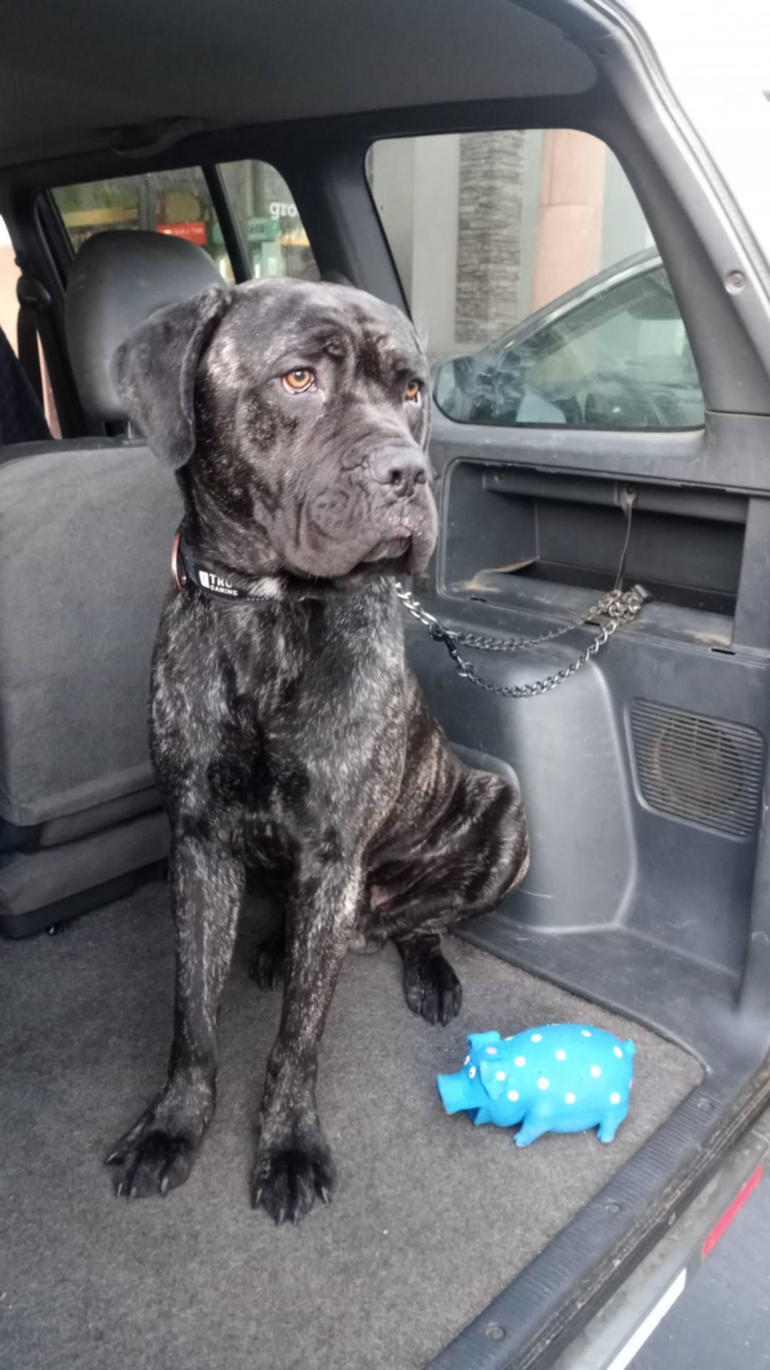 Enlarge Baloo, an adoptable mixed breed in Frazier Park, CA image 1/6