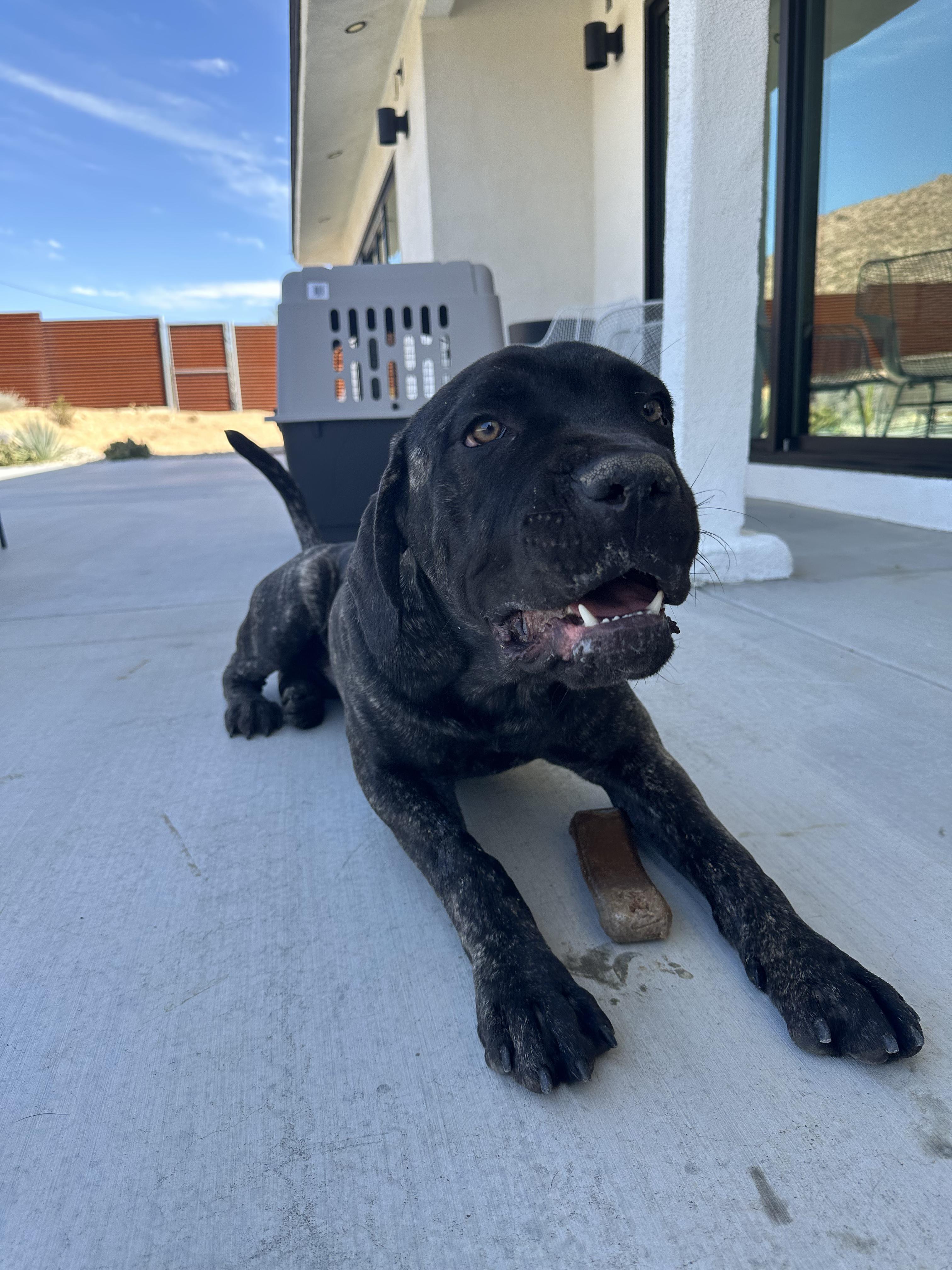 Mungo aka Baloo, an adoptable mixed breed in Frazier Park, CA image 4/6