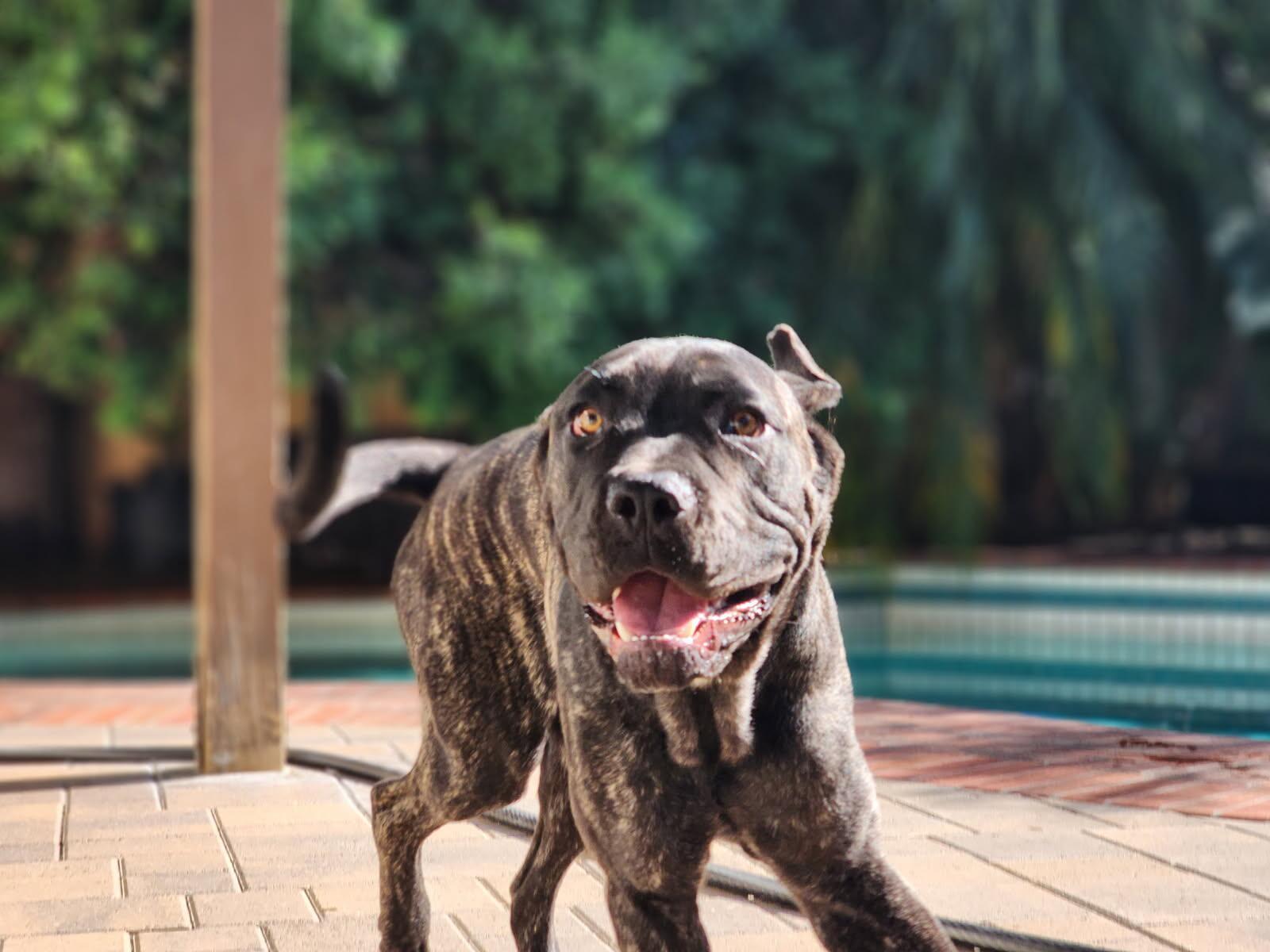 Mungo aka Baloo, an adoptable mixed breed in Frazier Park, CA image 5/6