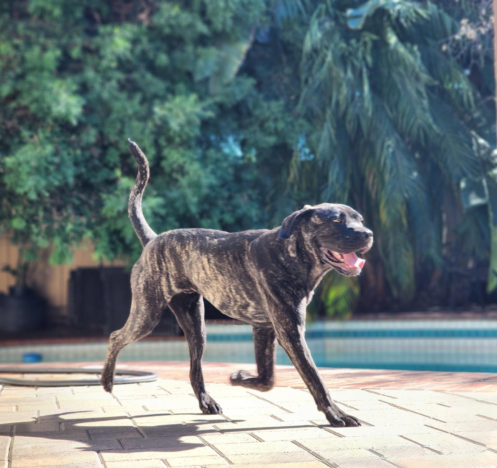 Mungo aka Baloo, an adoptable mixed breed in Frazier Park, CA image 6/6