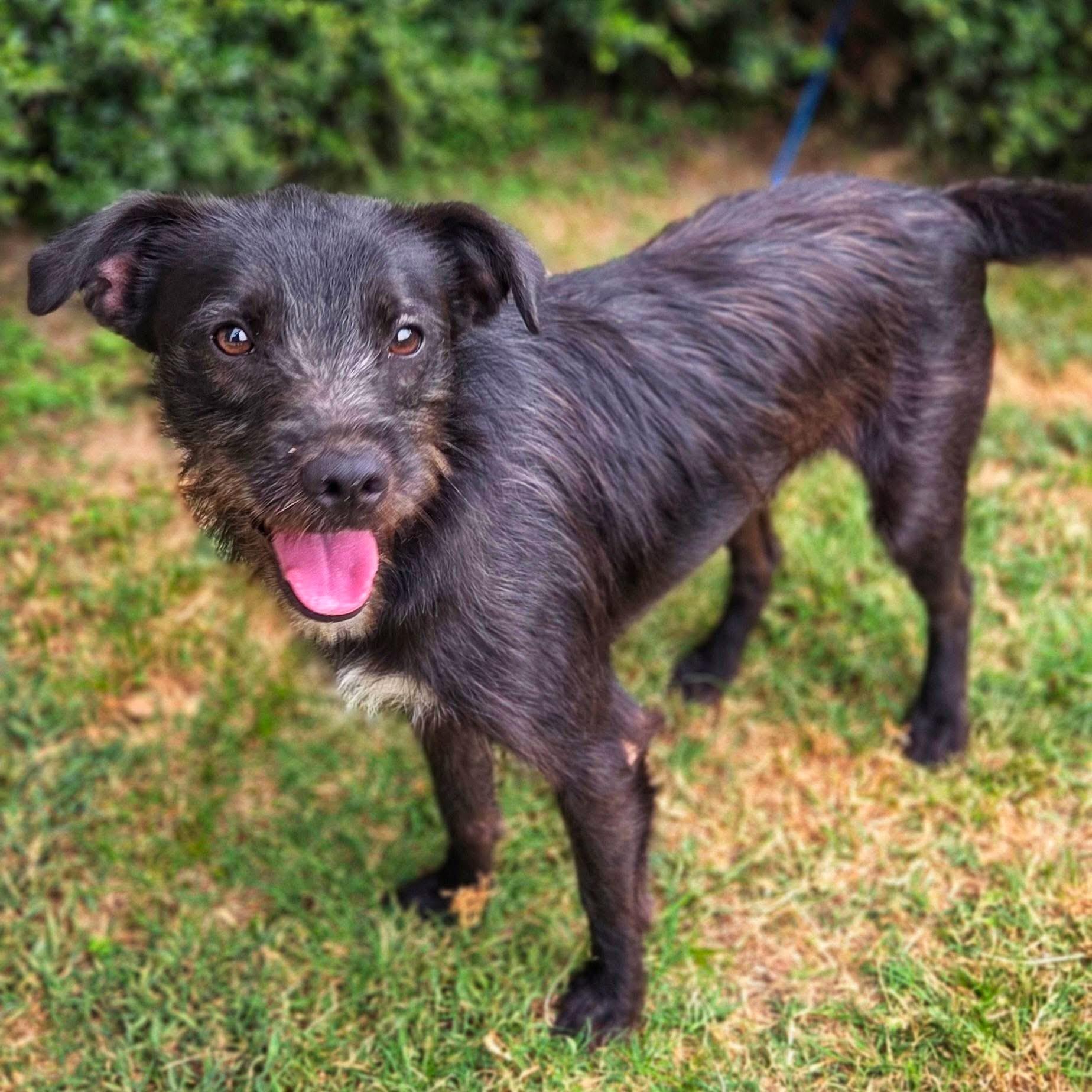 Forest, a ADOPTABLE mixed breed in Mendham, NJ image 5/5