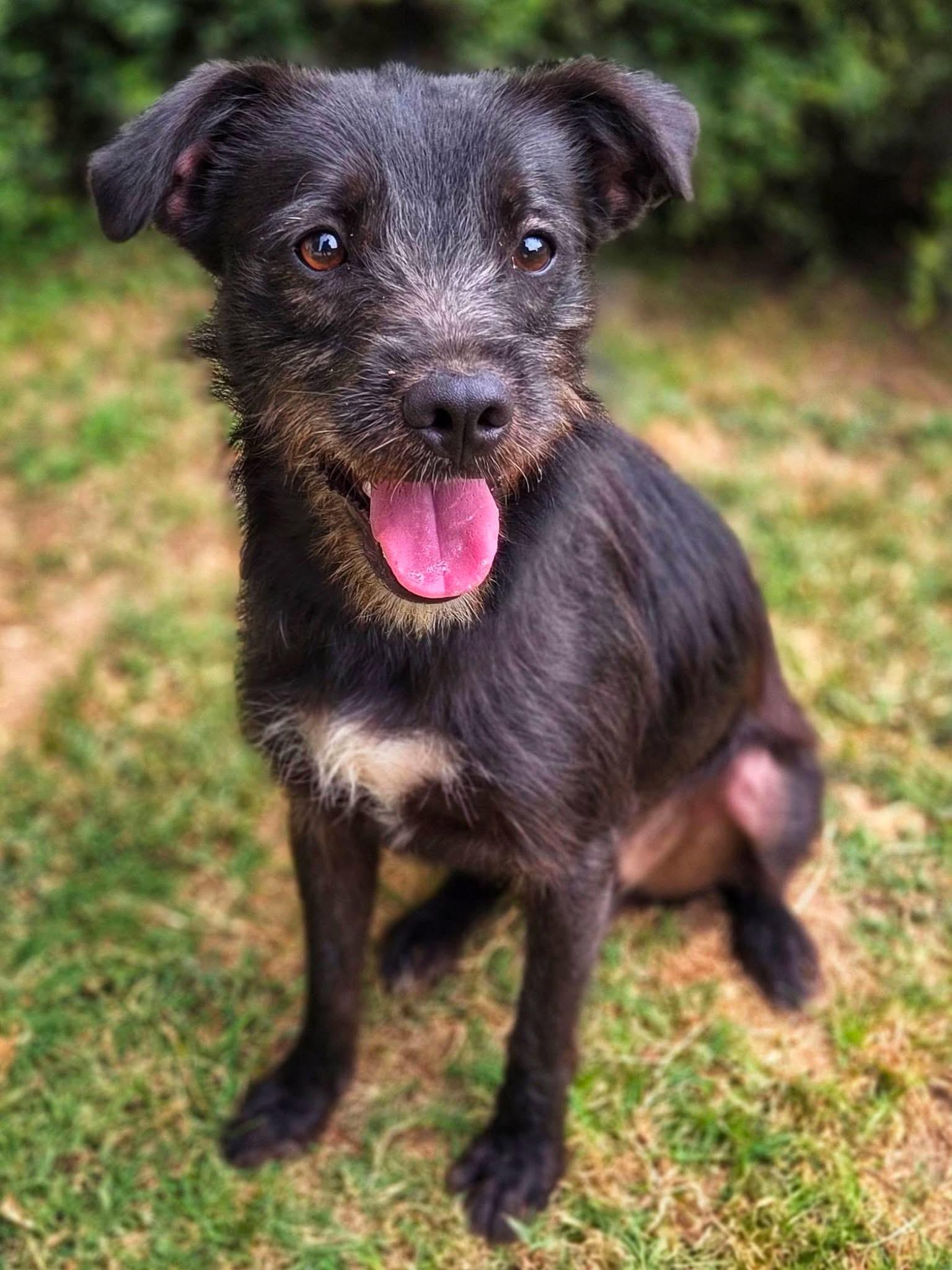 Forest, a ADOPTABLE mixed breed in Mendham, NJ image 4/5