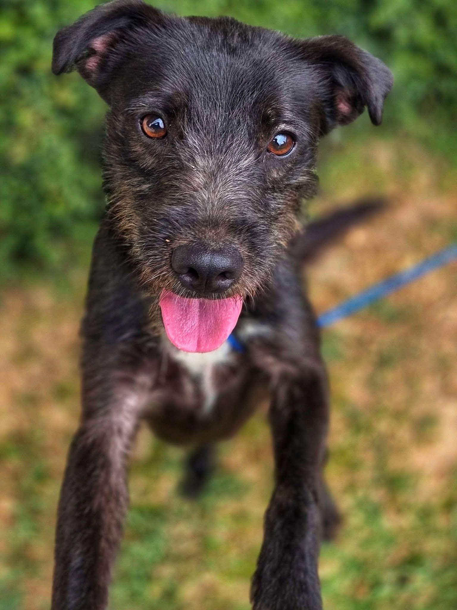 Forest, a ADOPTABLE mixed breed in Mendham, NJ image 3/5