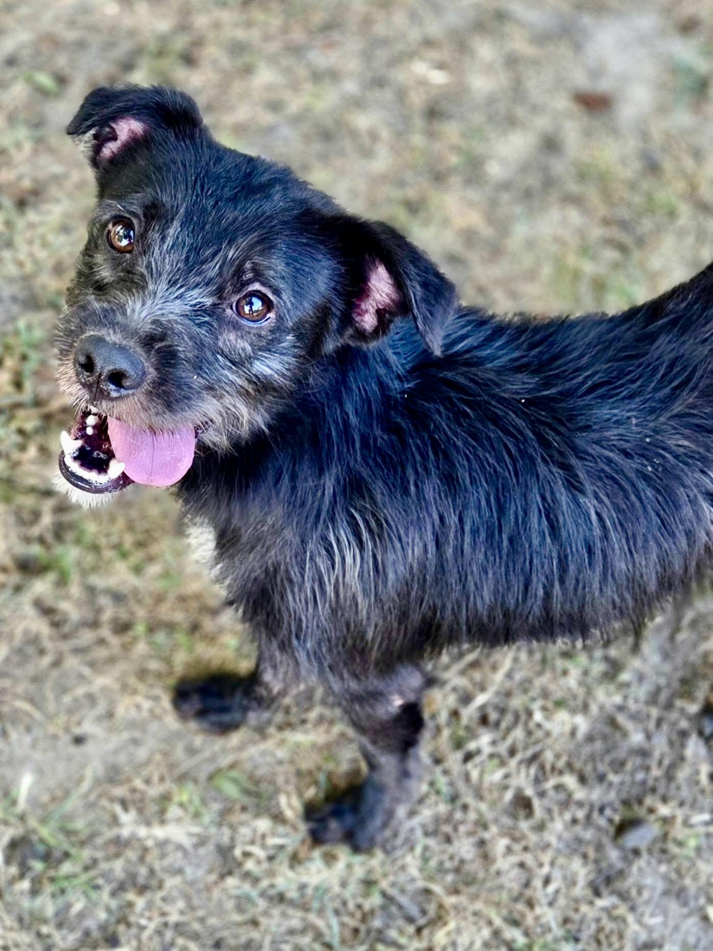 Forest, a ADOPTABLE mixed breed in Mendham, NJ image 2/5