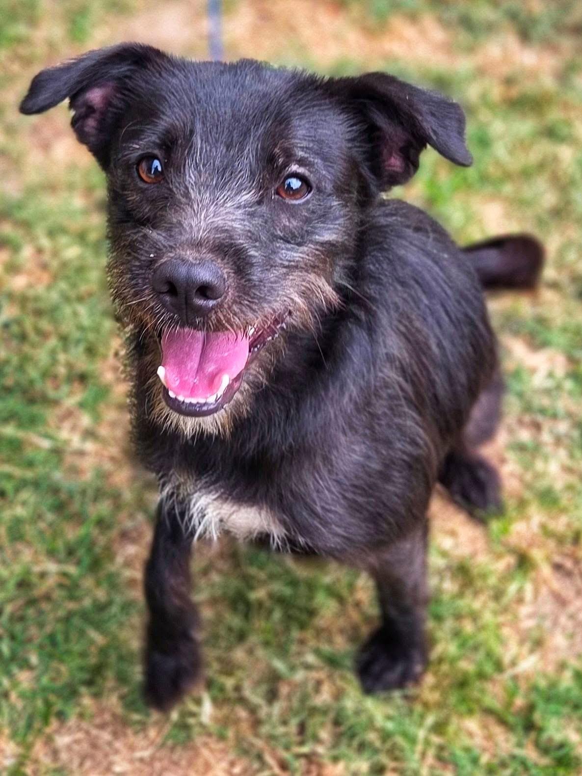 Forest, ADOPTABLE, Young Male Mixed Breed.