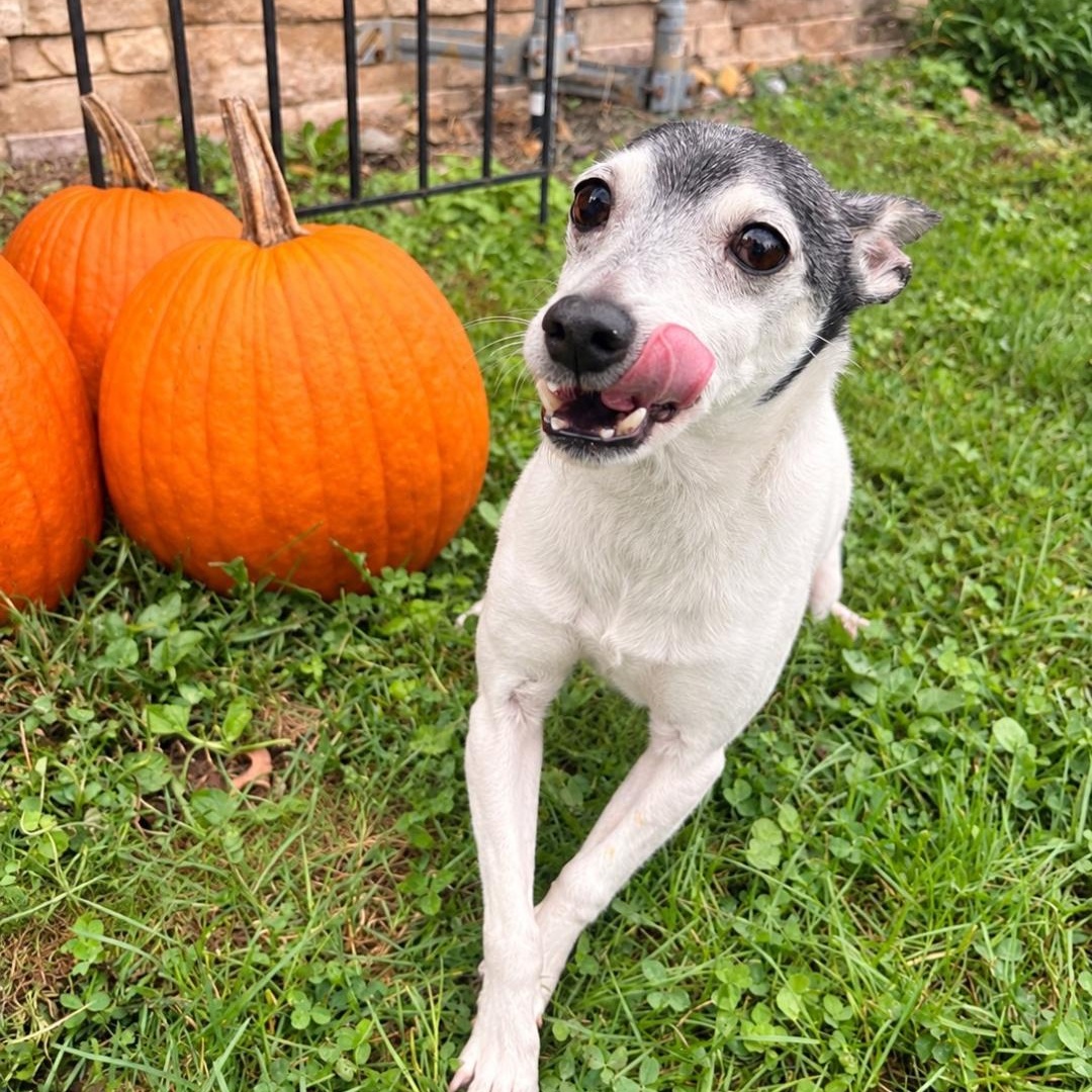Enlarge Chalupa, a Adopted mixed breed in Medina, OH image 2/3