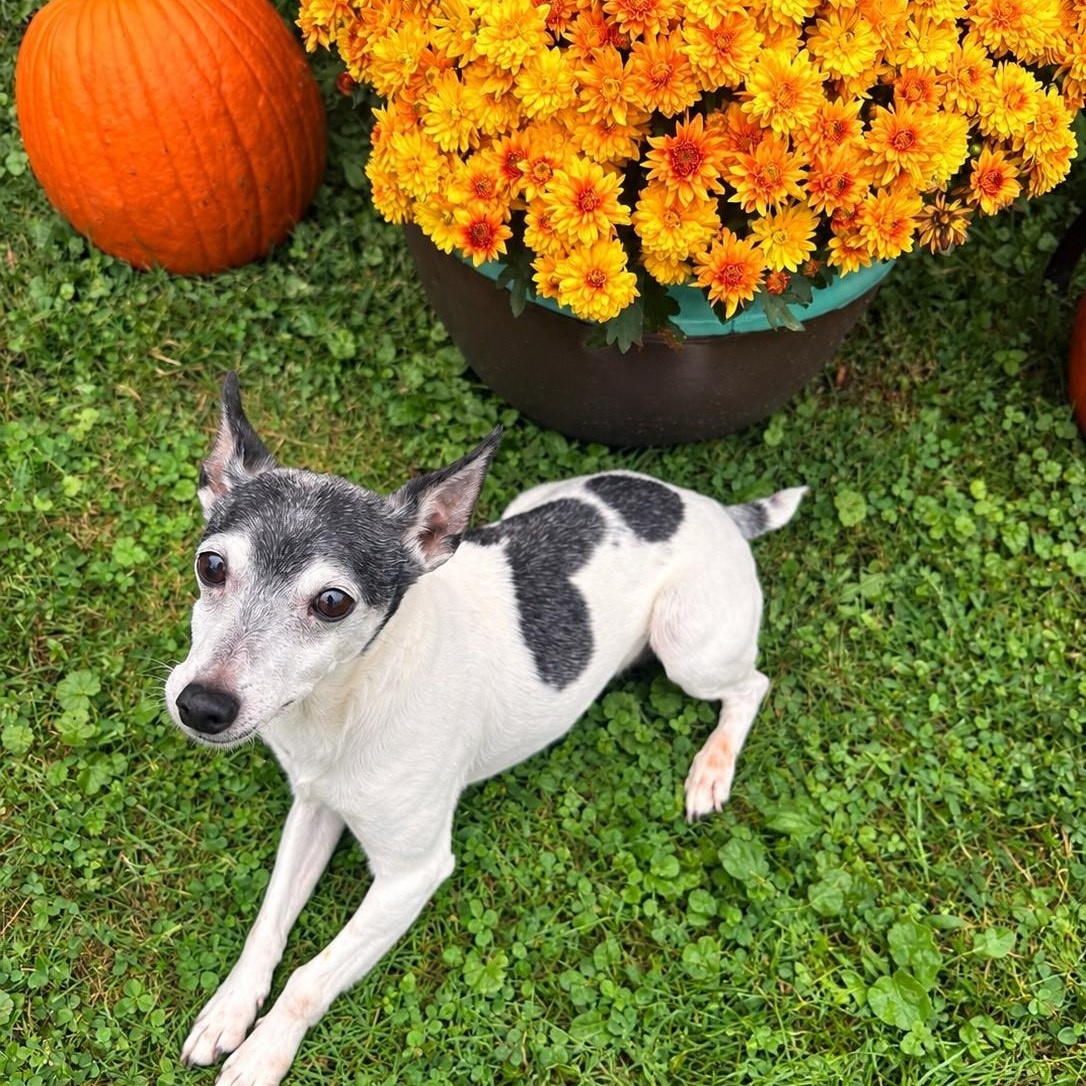 Enlarge Chalupa, a Adopted mixed breed in Medina, OH image 1/3