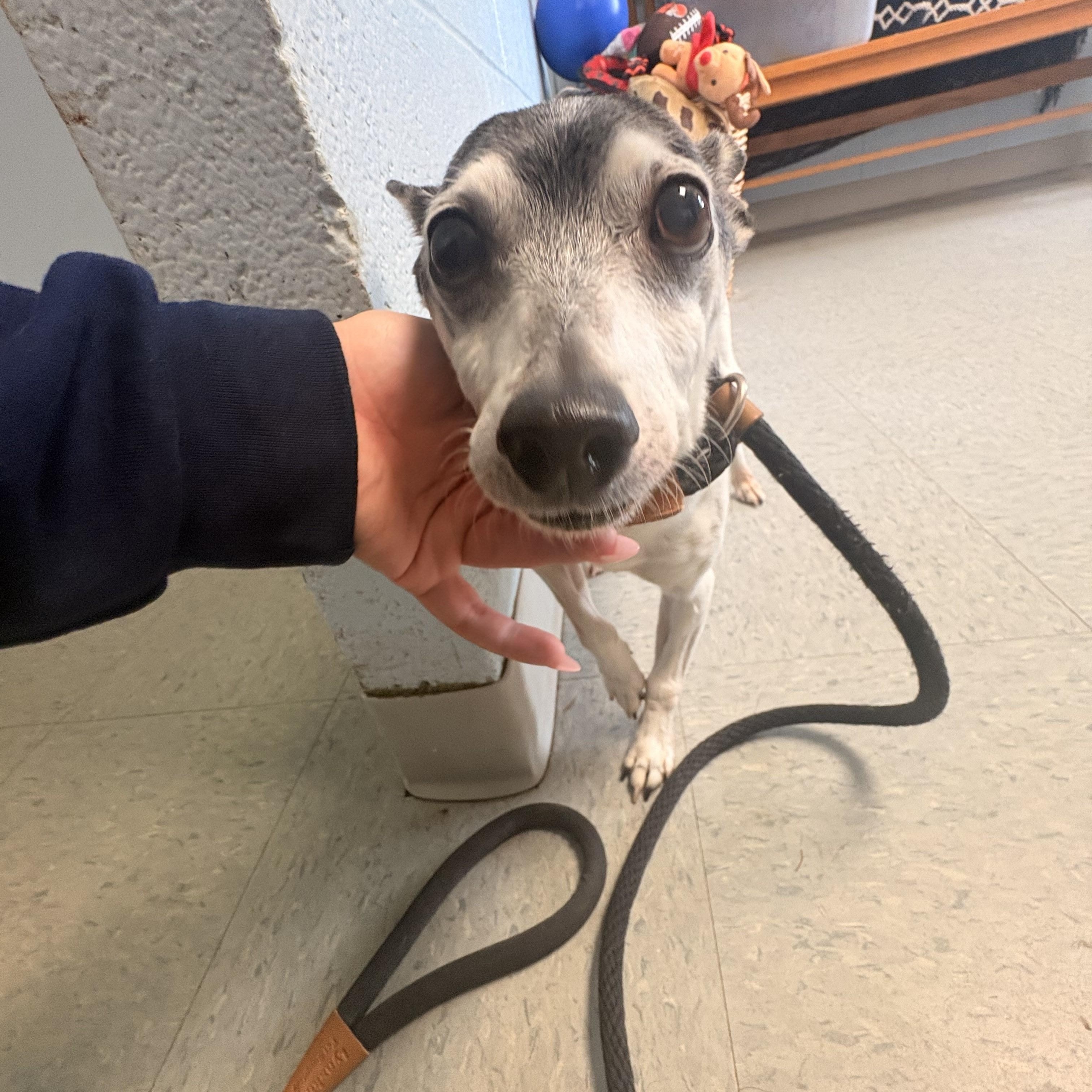 Chalupa, adopted, Senior Male Chihuahua.