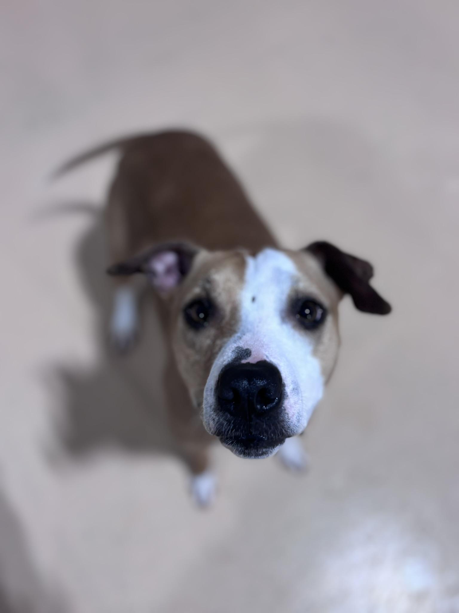 Enlarge Bonded Pair Ellie and Hallsey, a ADOPTABLE mixed breed in Pembroke, MA image 3/6