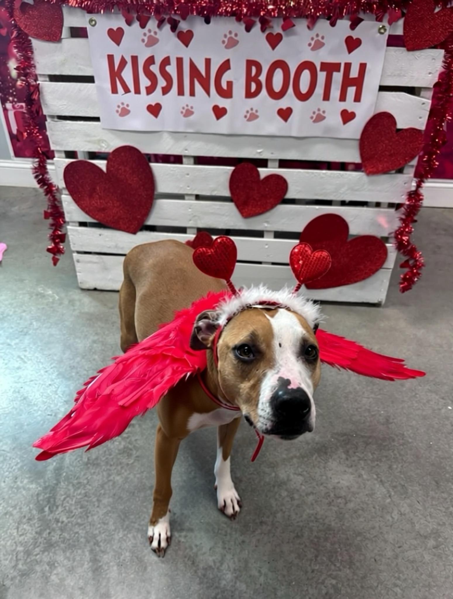 Enlarge Bonded Pair Ellie and Hallsey, a ADOPTABLE mixed breed in Pembroke, MA image 5/6