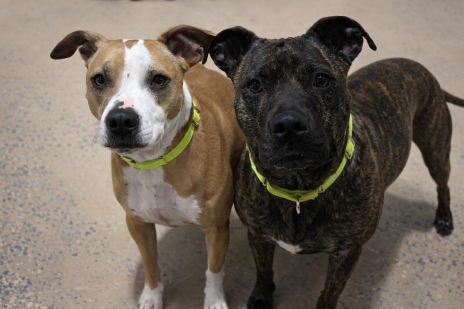 Bonded Pair Ellie and Hallsey, ADOPTABLE, Young Female Pit Bull Terrier.