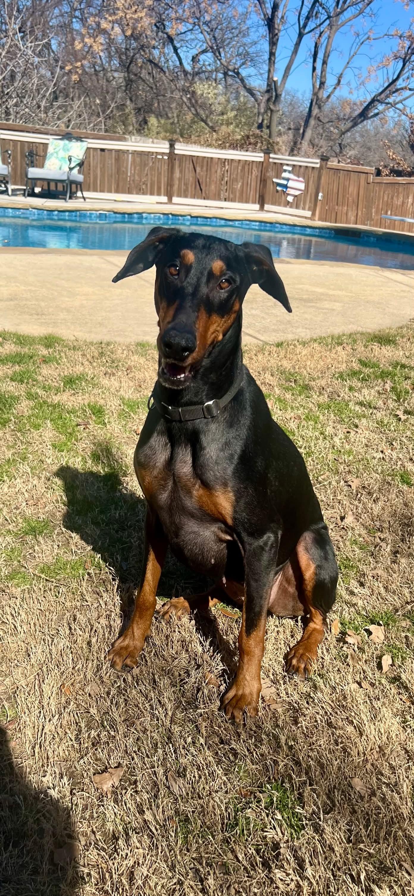 Enlarge Emma, a ADOPTABLE Doberman Pinscher in Benbrook, TX image 1/5