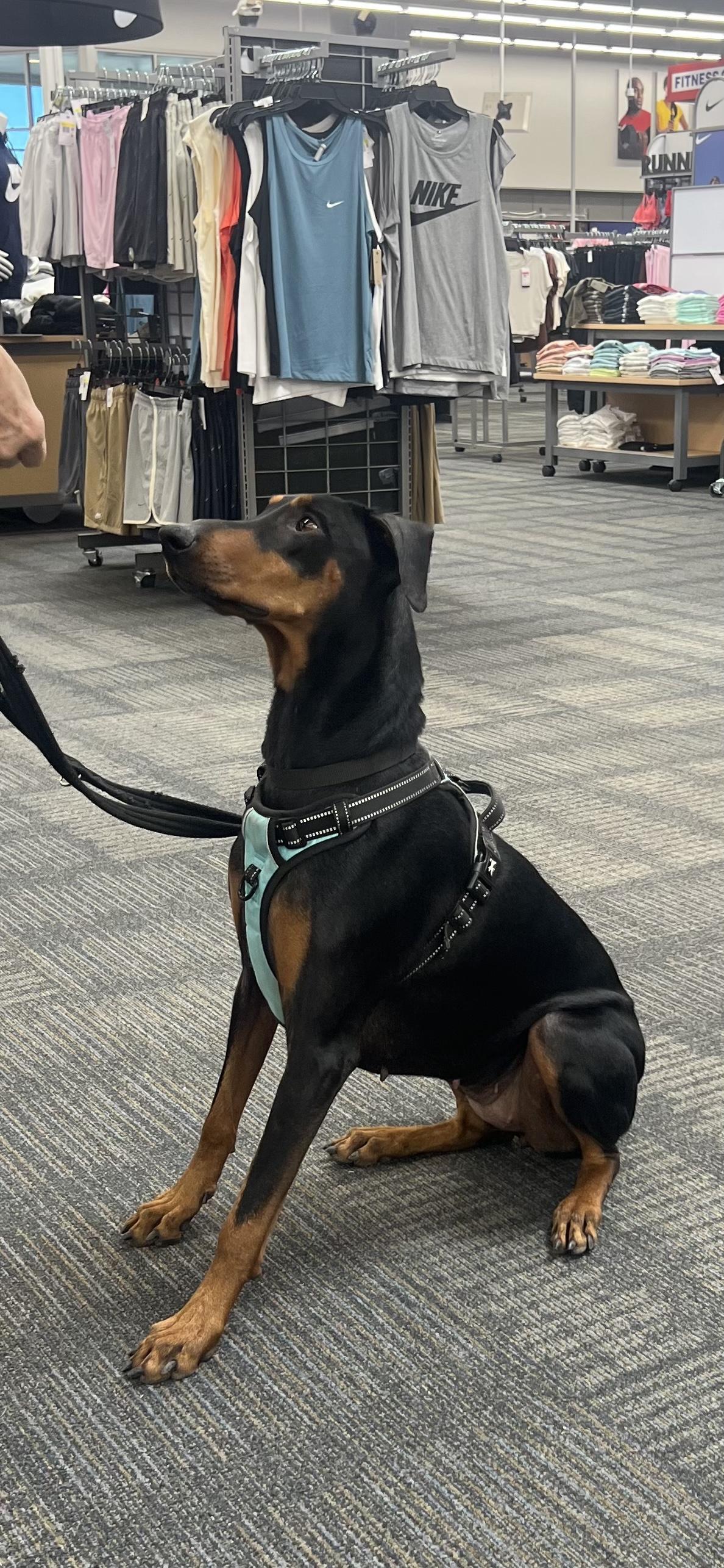 Enlarge Emma, a ADOPTABLE Doberman Pinscher in Benbrook, TX image 3/3