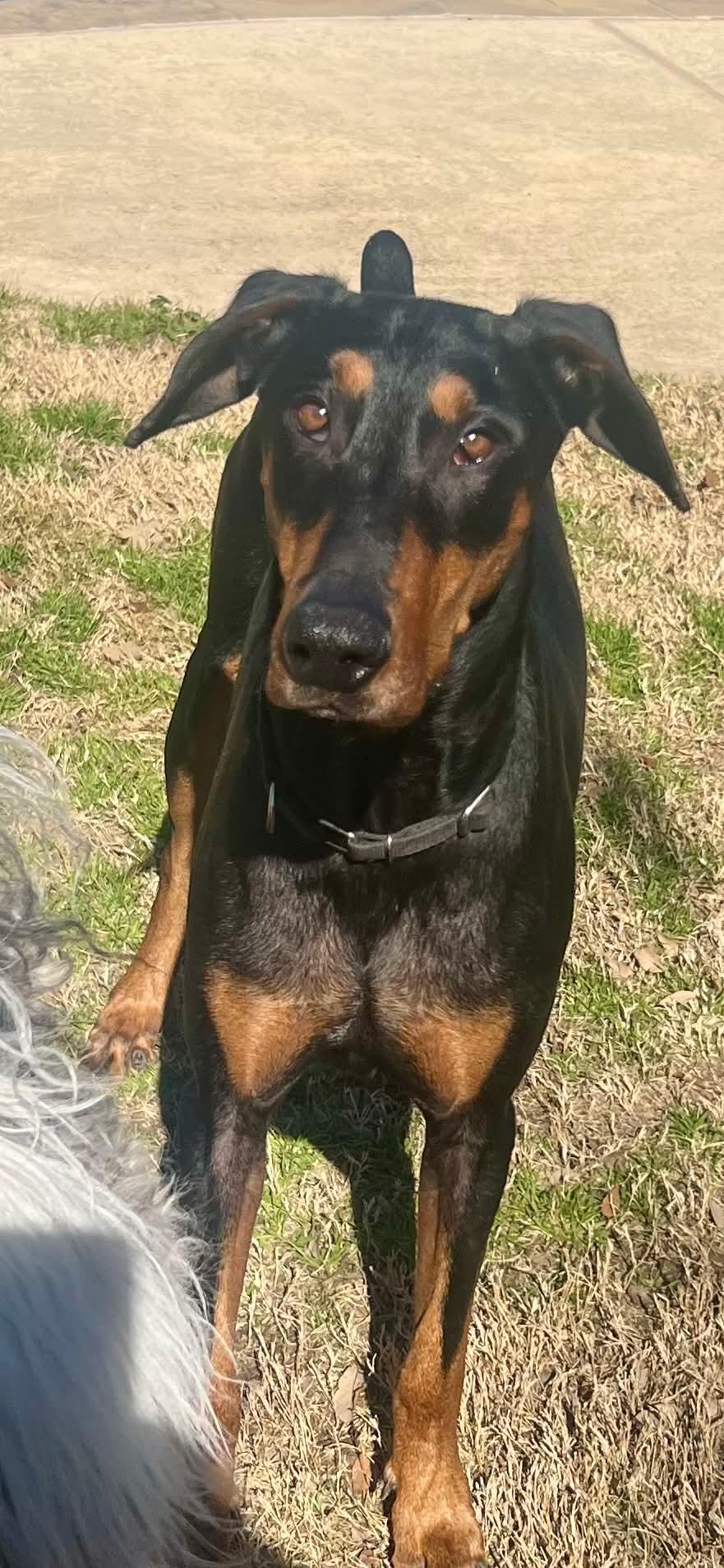 Enlarge Emma, a ADOPTABLE Doberman Pinscher in Benbrook, TX image 2/5