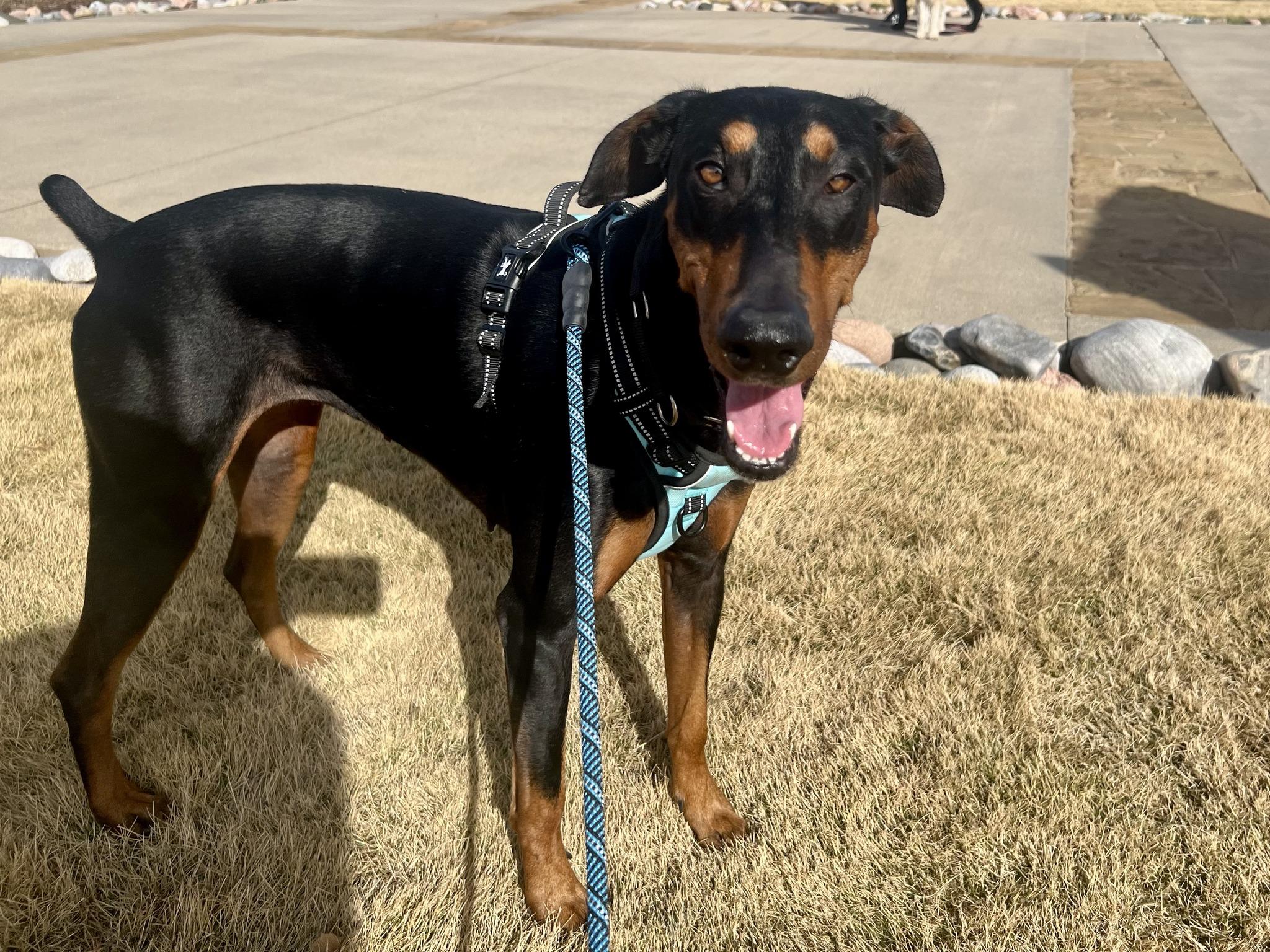Enlarge Emma, a ADOPTABLE Doberman Pinscher in Benbrook, TX image 2/3