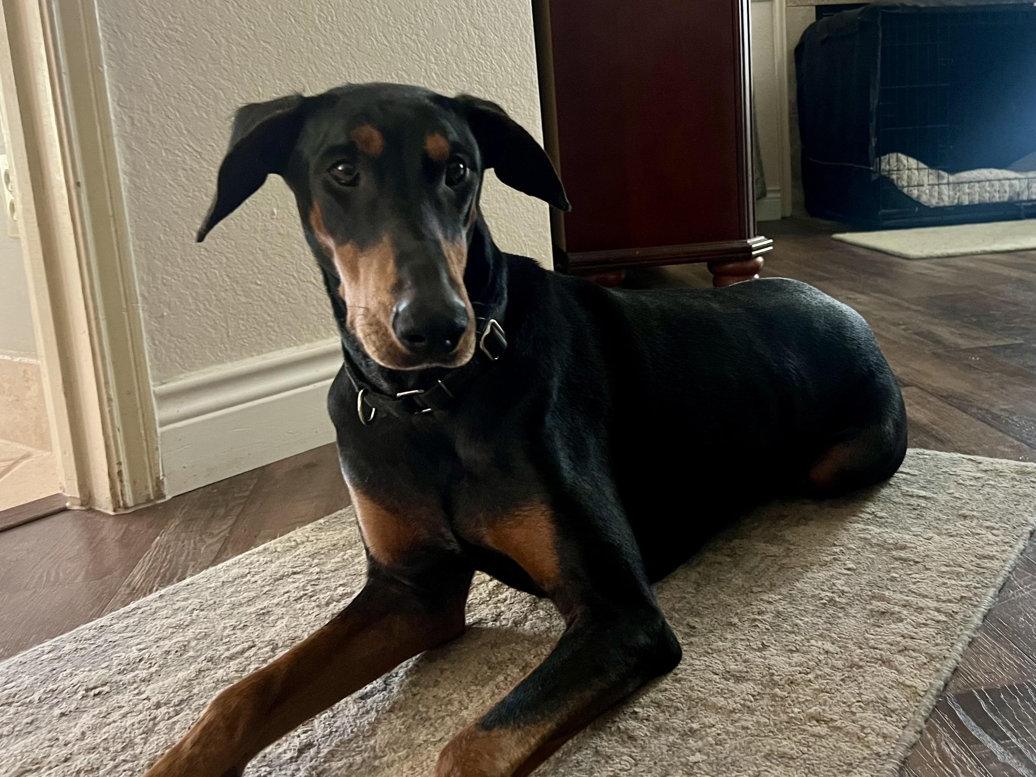 Emma, ADOPTABLE, Adult Female Doberman Pinscher.