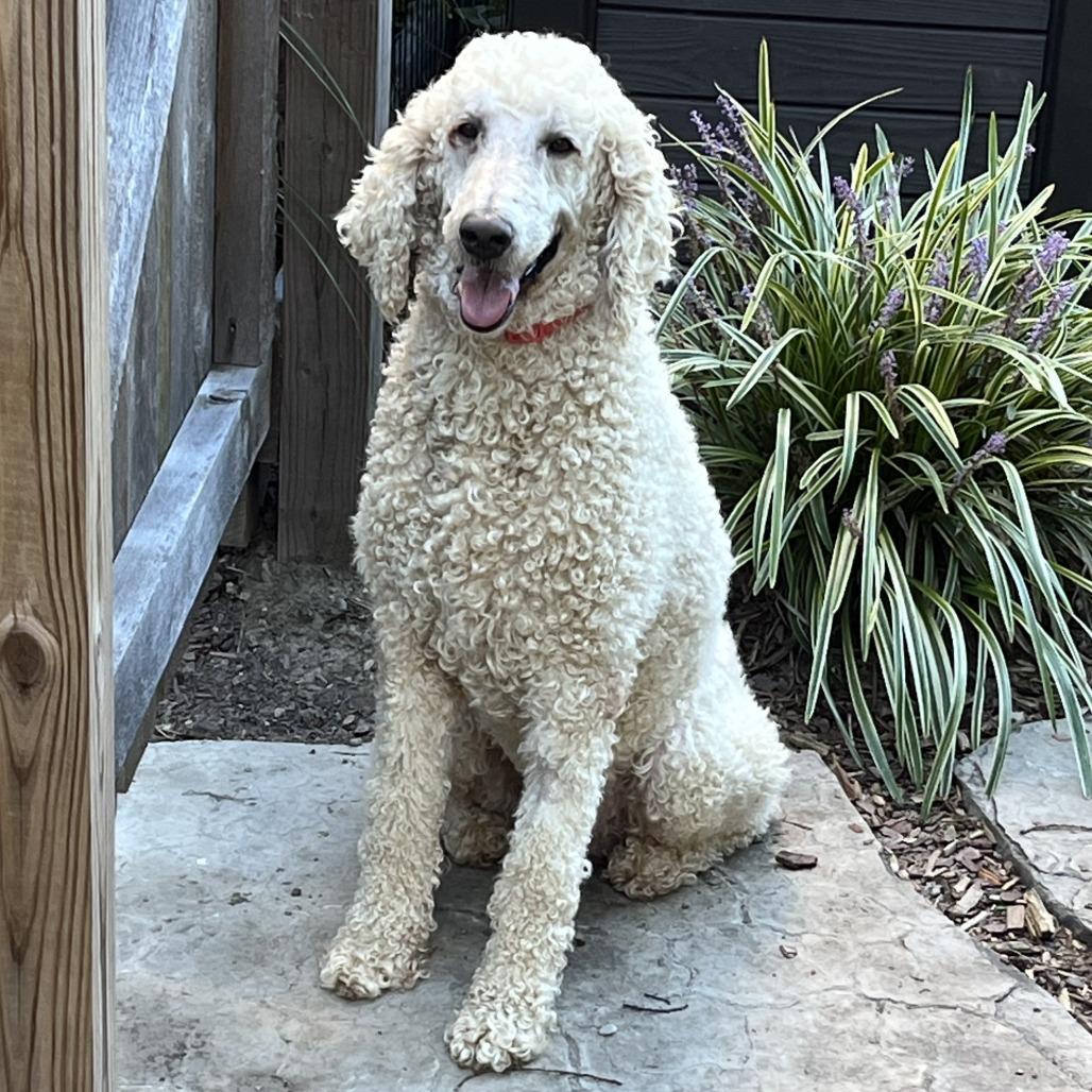 Enlarge Asher, a Adoptable Standard Poodle in Cincinnati, OH image 1/6