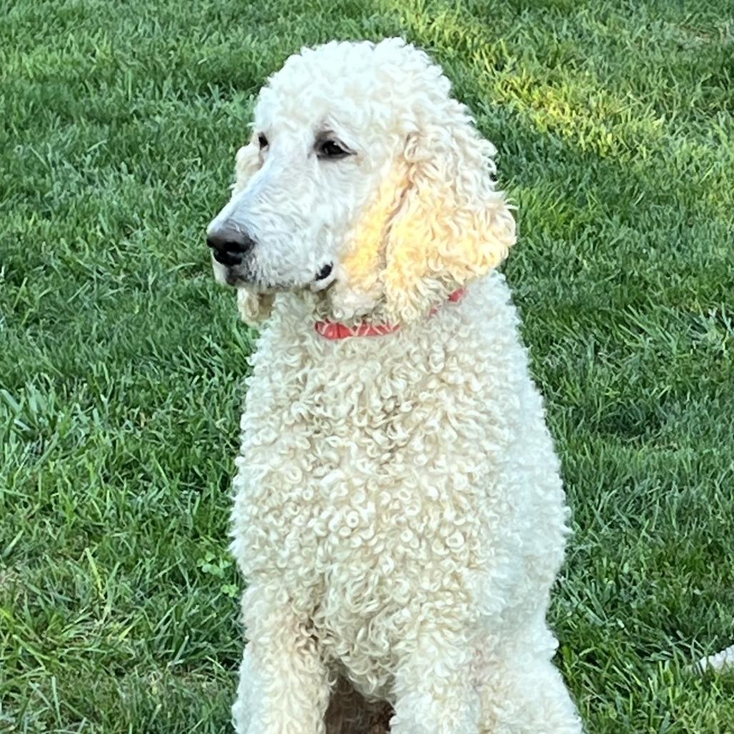 Enlarge Asher, a Adoptable Standard Poodle in Cincinnati, OH image 2/6