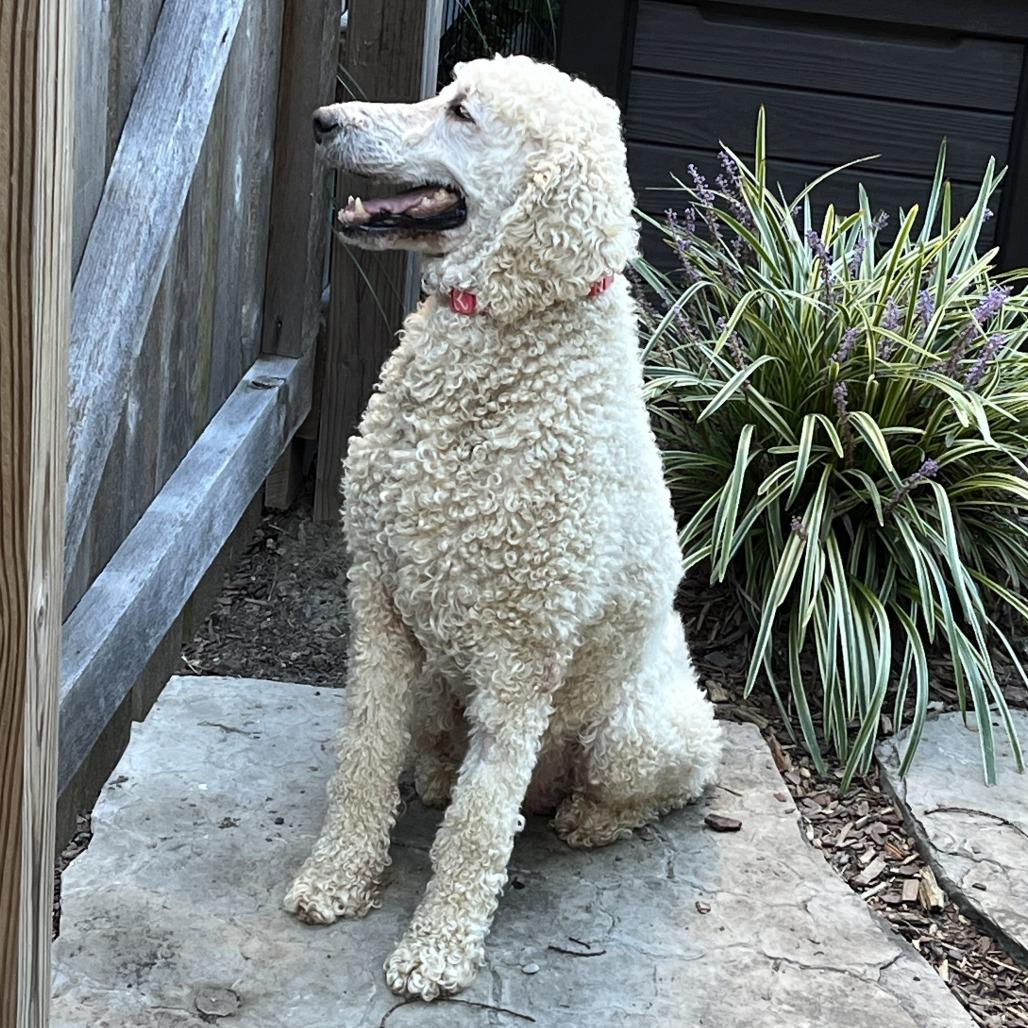 Enlarge Asher, a Adoptable Standard Poodle in Cincinnati, OH image 3/6
