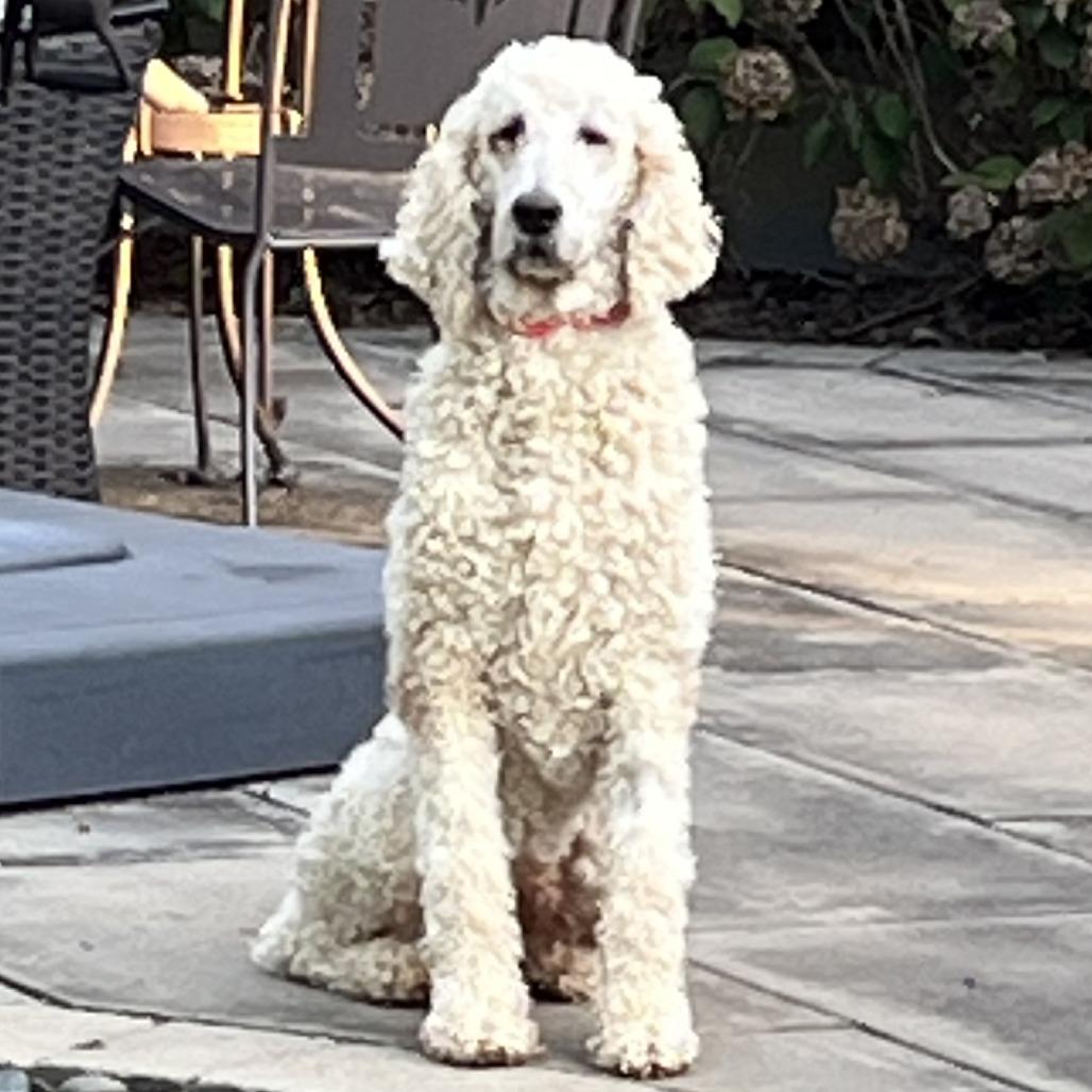 Enlarge Asher, a Adoptable Standard Poodle in Cincinnati, OH image 4/6