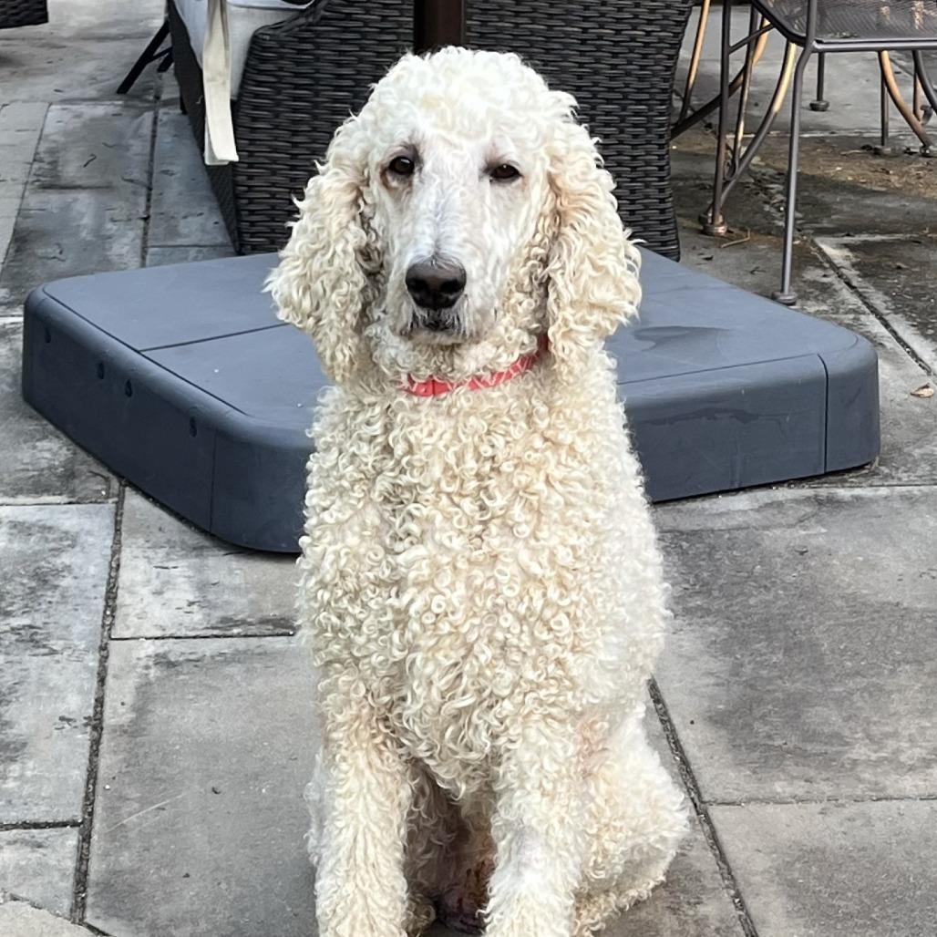 Enlarge Asher, a Adoptable Standard Poodle in Cincinnati, OH image 5/6