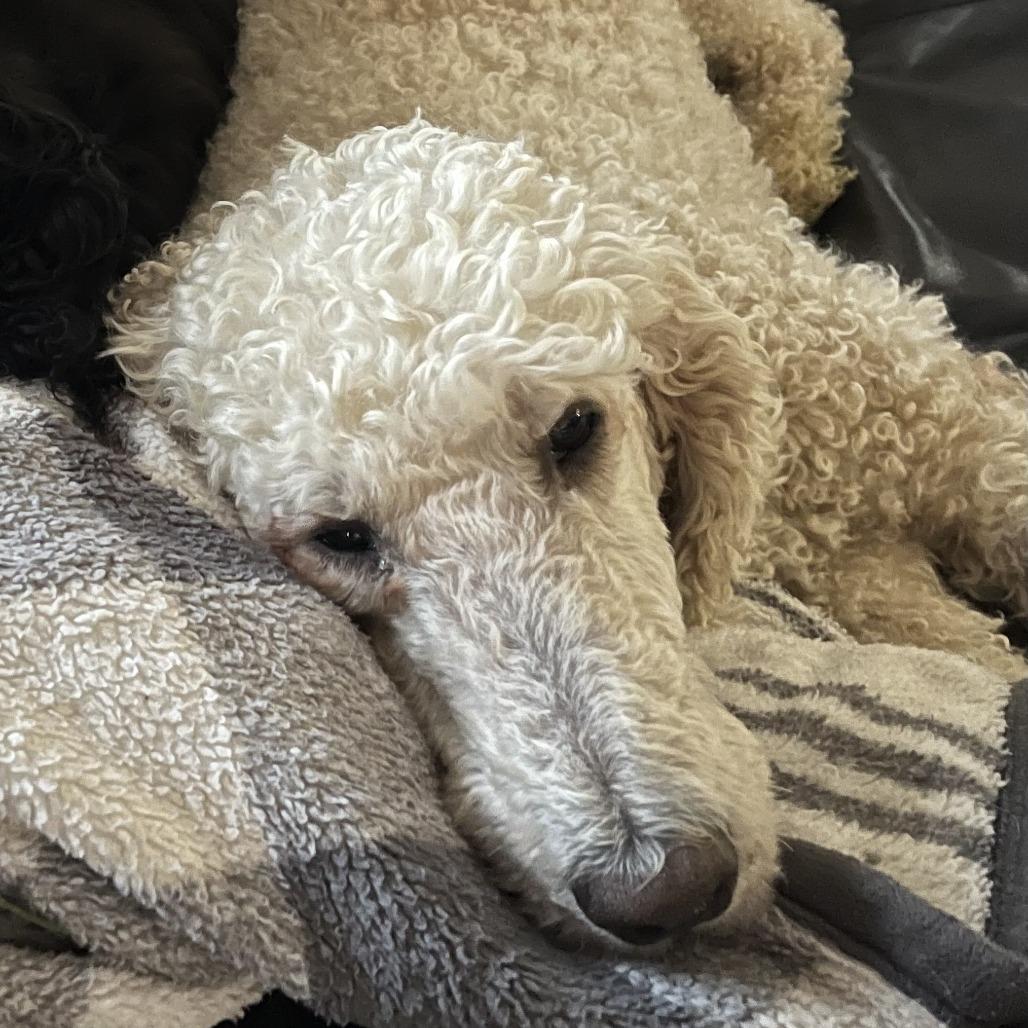 Enlarge Asher, a Adoptable Standard Poodle in Cincinnati, OH image 6/6