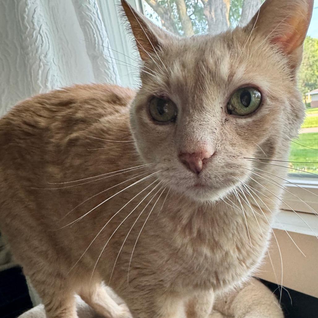 Sunny 22510, Adoptable, Senior Male Domestic Short Hair.