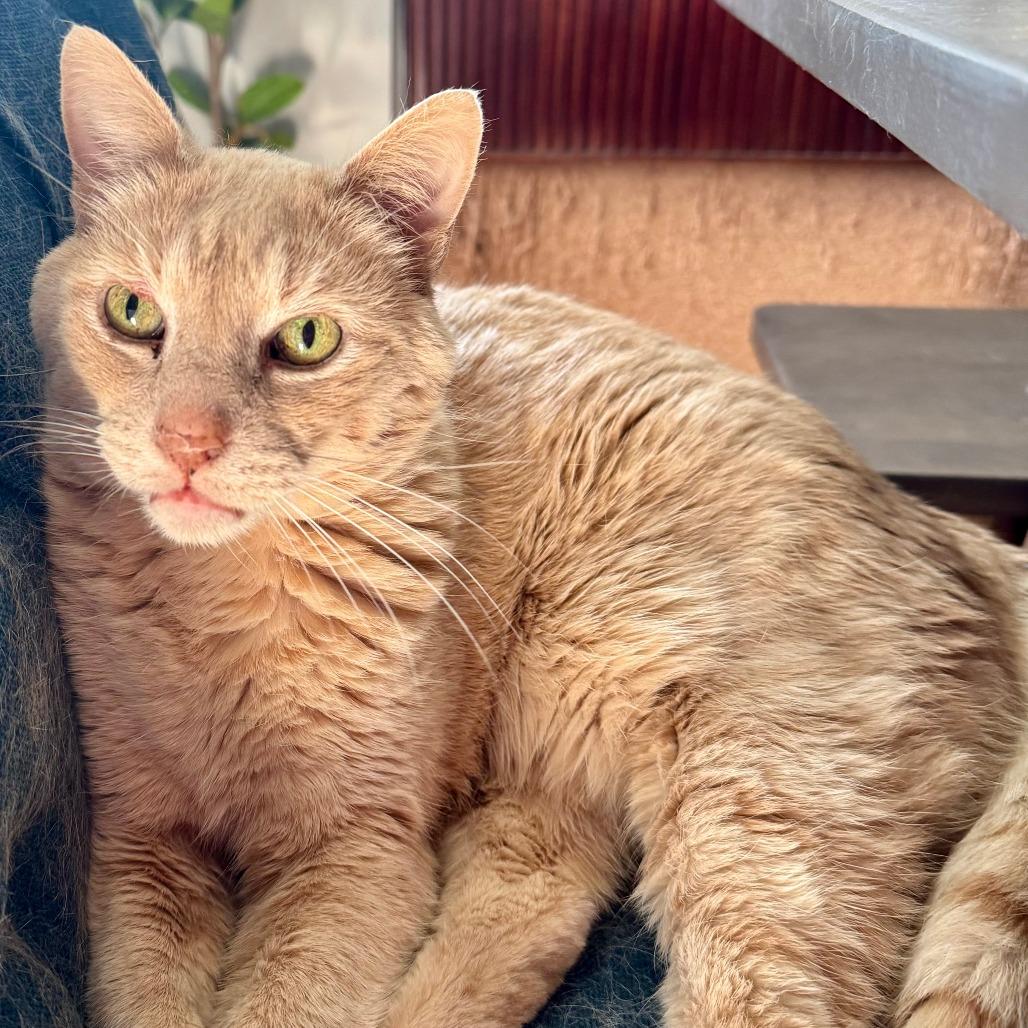 Enlarge Sunny 22510, a Adoptable Domestic Short Hair in Minneapolis, MN image 3/6