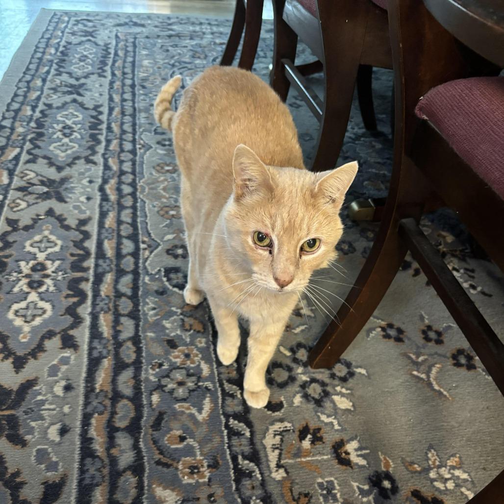 Enlarge Sunny 22510, a Adoptable Domestic Short Hair in Minneapolis, MN image 4/6