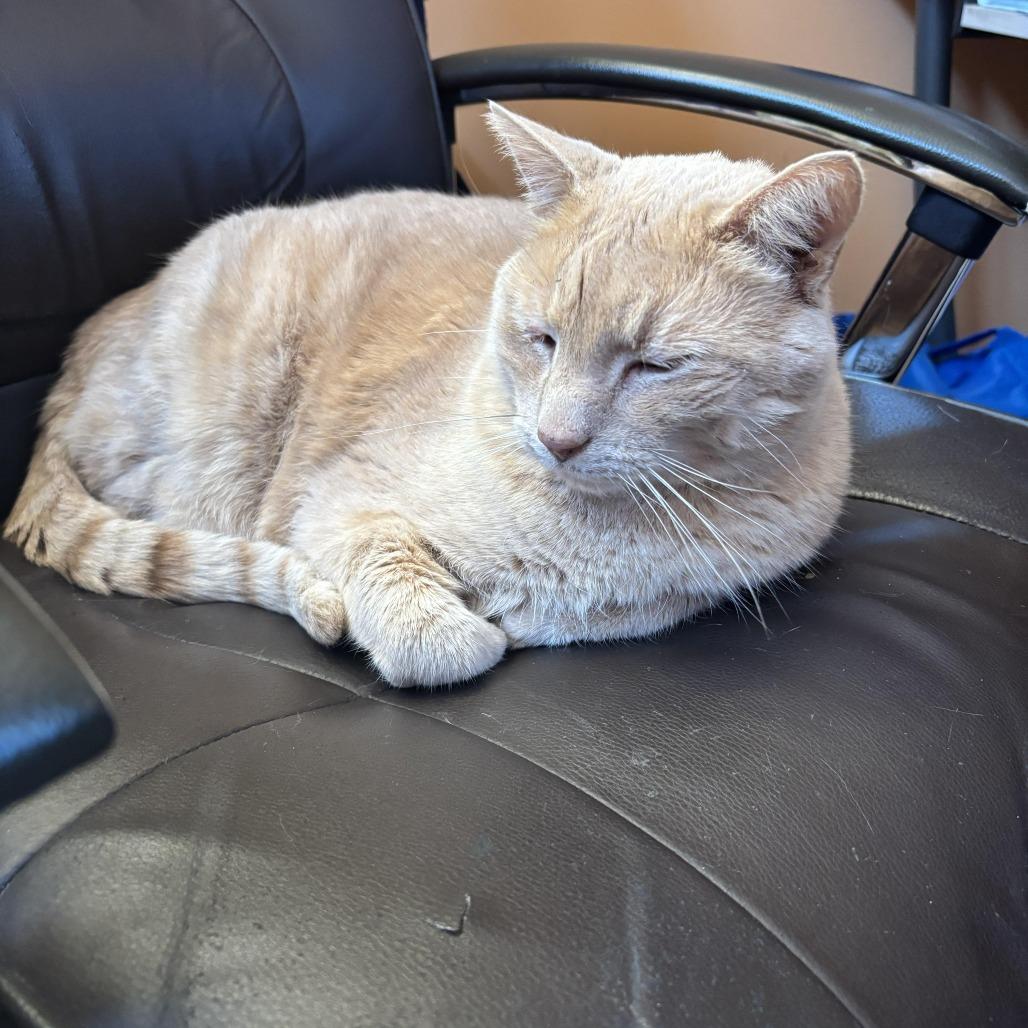 Enlarge Sunny 22510, a Adoptable Domestic Short Hair in Minneapolis, MN image 5/6