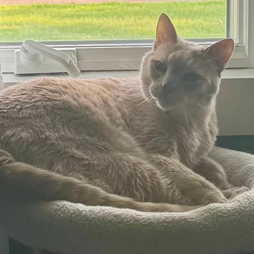 Enlarge Sunny 22510, a Adoptable Domestic Short Hair in Minneapolis, MN image 6/6