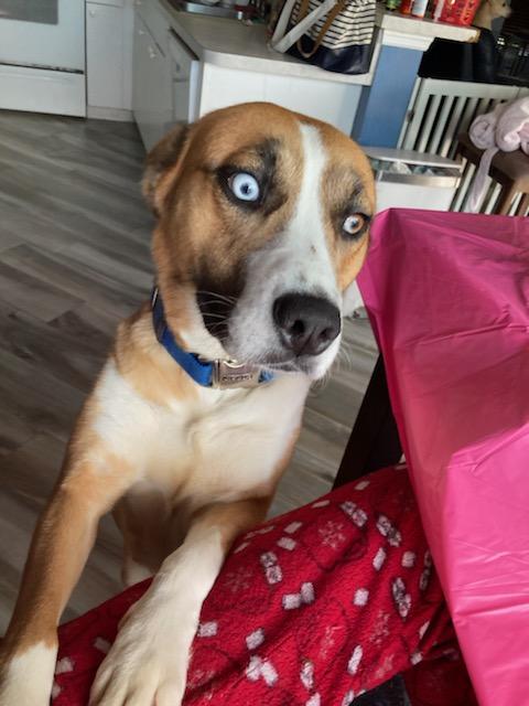 Enlarge Princess, a ADOPTABLE mixed breed in Harrisburg, PA image 5/6
