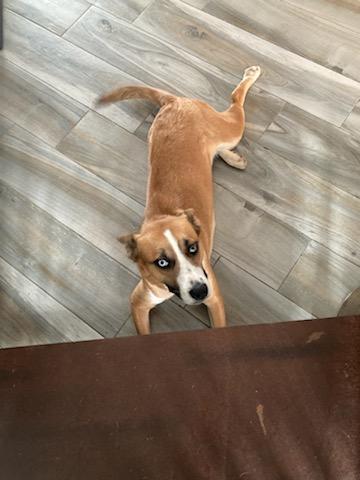 Enlarge Princess, a ADOPTABLE mixed breed in Harrisburg, PA image 4/6