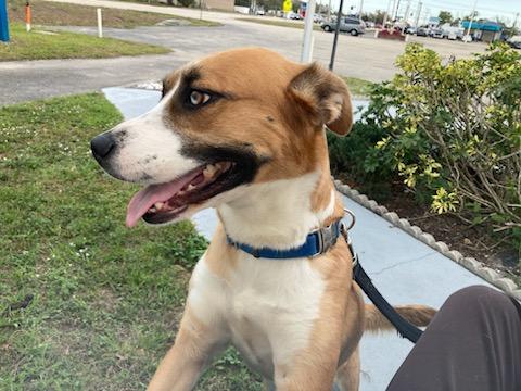 Enlarge Princess, a ADOPTABLE mixed breed in Harrisburg, PA image 6/6