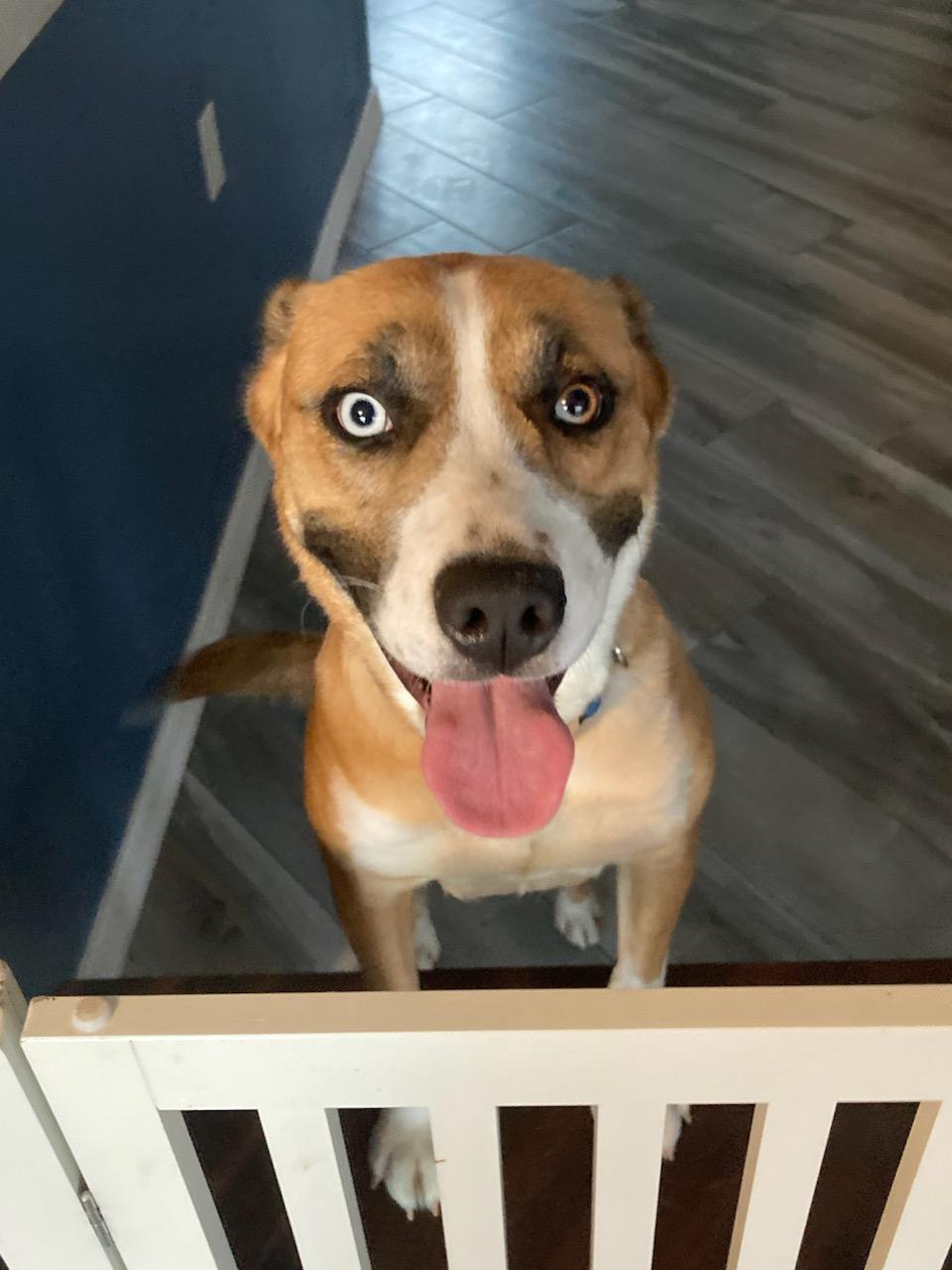Enlarge Princess, a ADOPTABLE mixed breed in Harrisburg, PA image 2/6