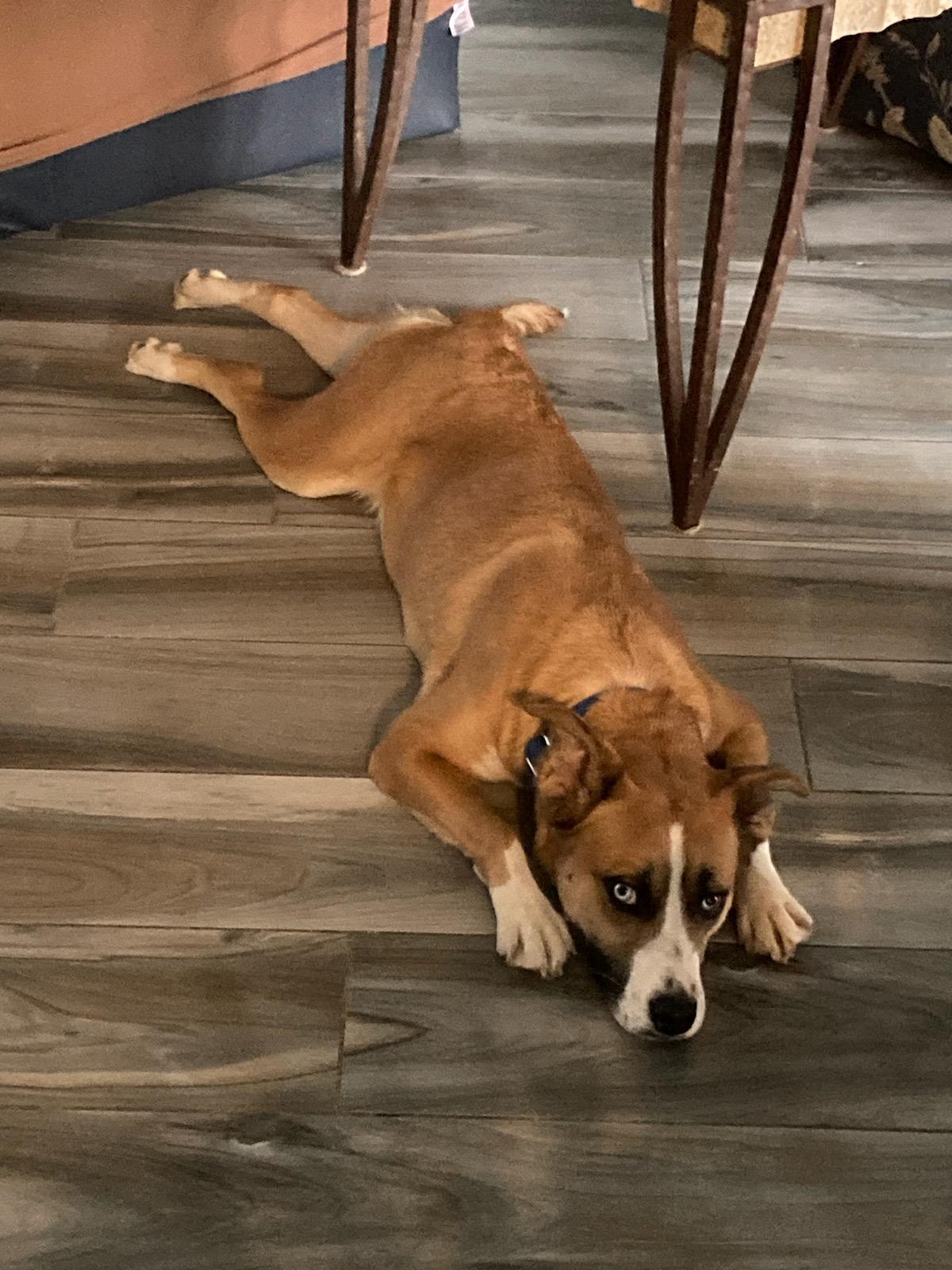 Enlarge Princess, a ADOPTABLE mixed breed in Harrisburg, PA image 1/6