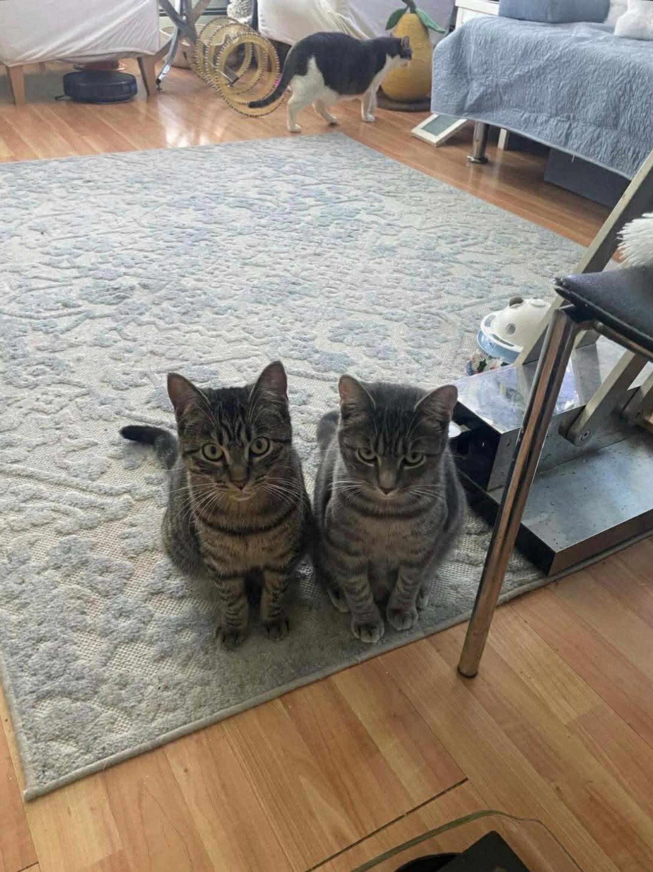 Nova and Marina, Adoptable, Kitten Female Domestic Short Hair.