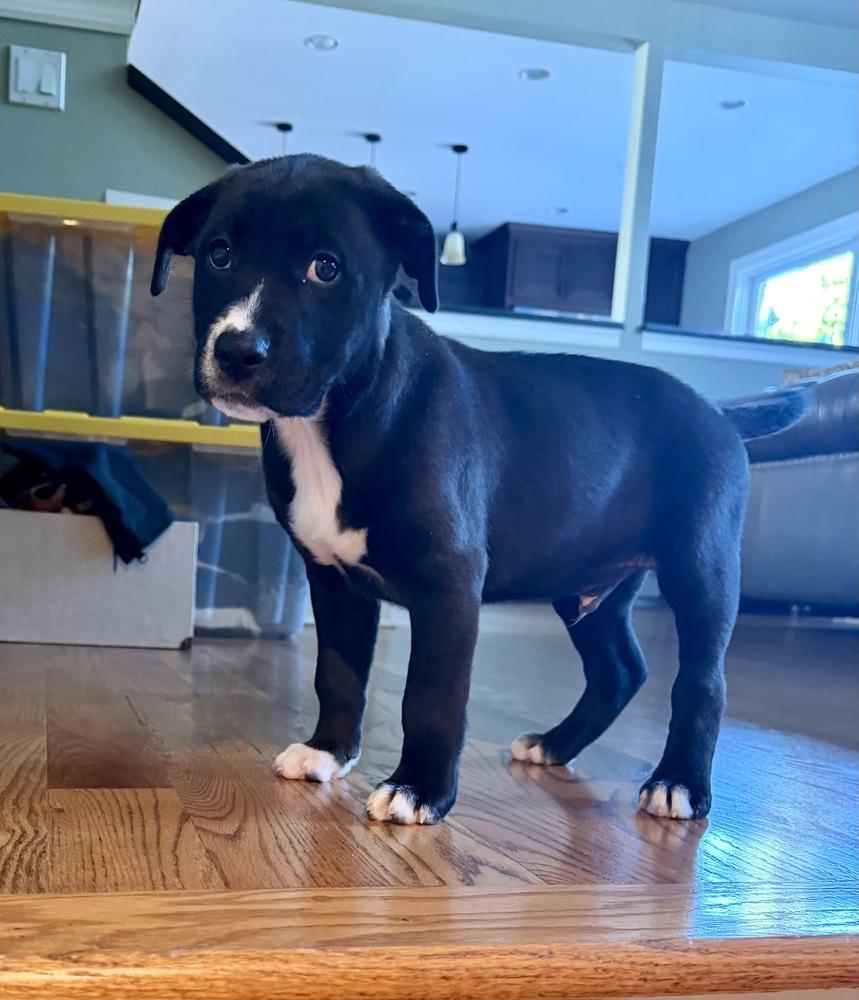 Will, Adoptable, Puppy Male Labrador Retriever & Pit Bull Terrier.