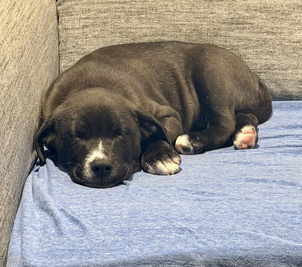 Enlarge Will, a Adoptable mixed breed in Greenlawn, NY image 2/6