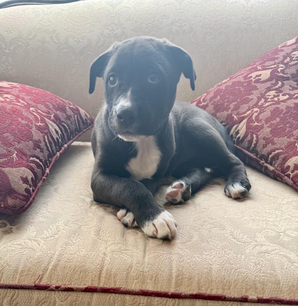 Enlarge Will, a Adoptable mixed breed in Greenlawn, NY image 5/6