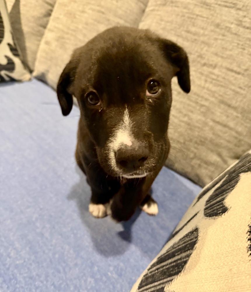 Enlarge Will, a Adoptable mixed breed in Greenlawn, NY image 6/6