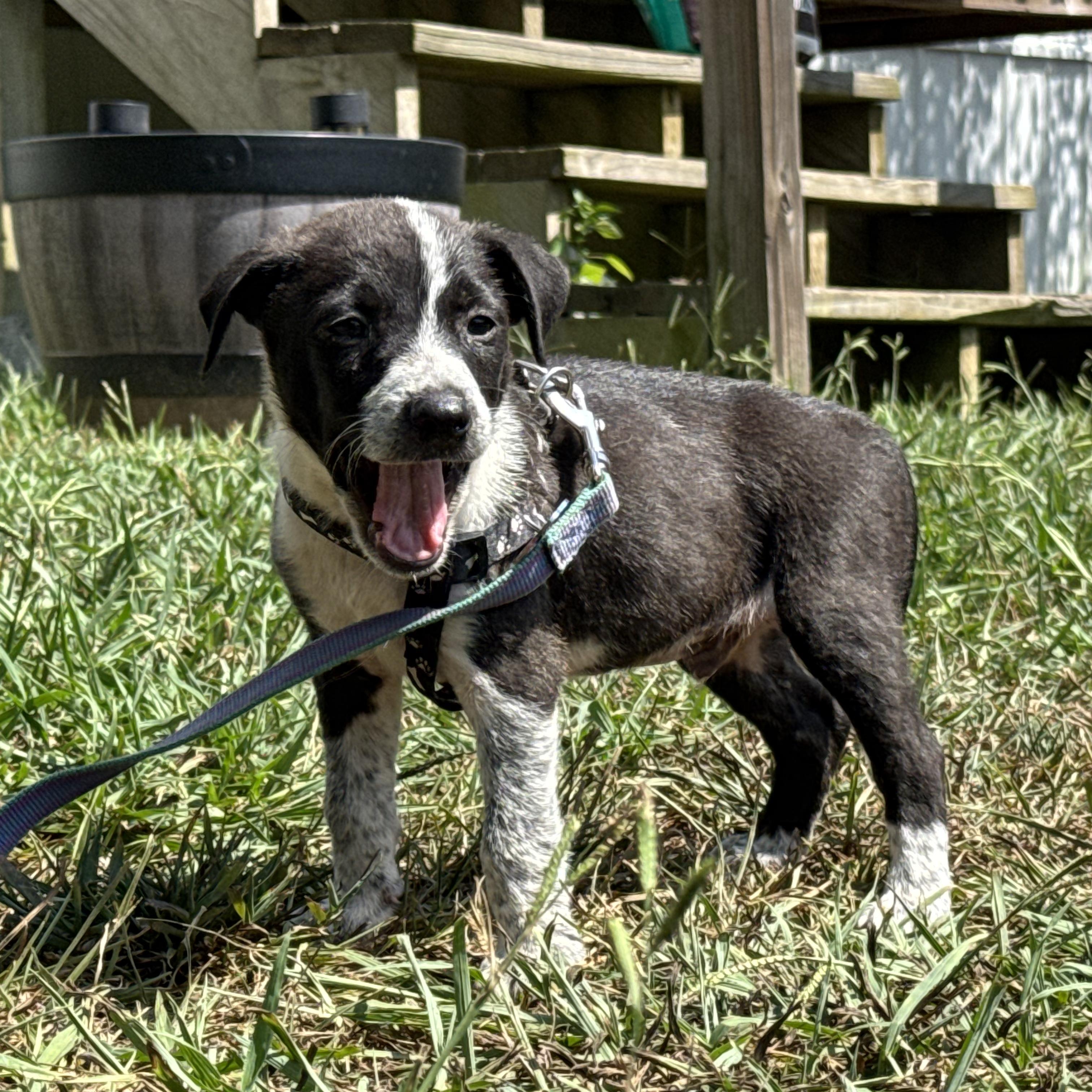 Enlarge Chance, a Adopted mixed breed in Ragland, AL image 2/5