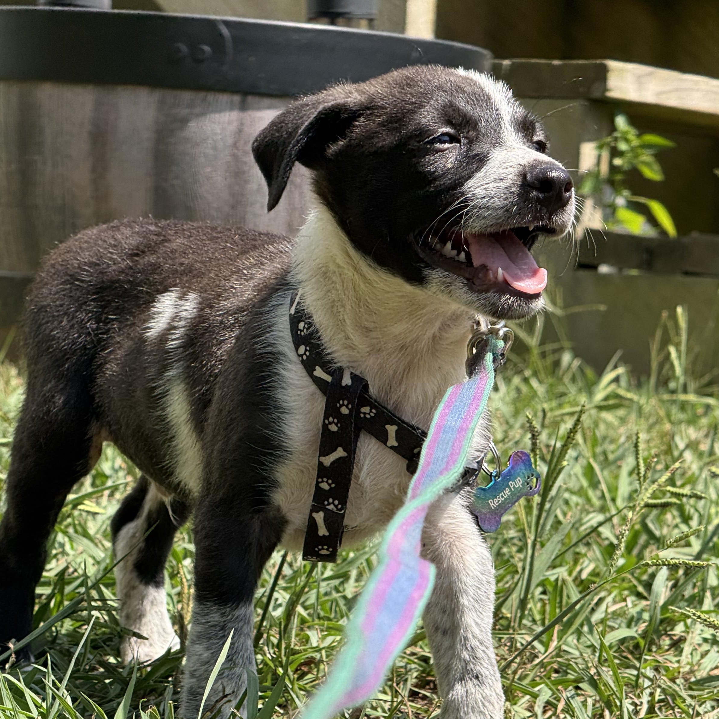 Chance, Adopted, Puppy Male Australian Cattle Dog / Blue Heeler.
