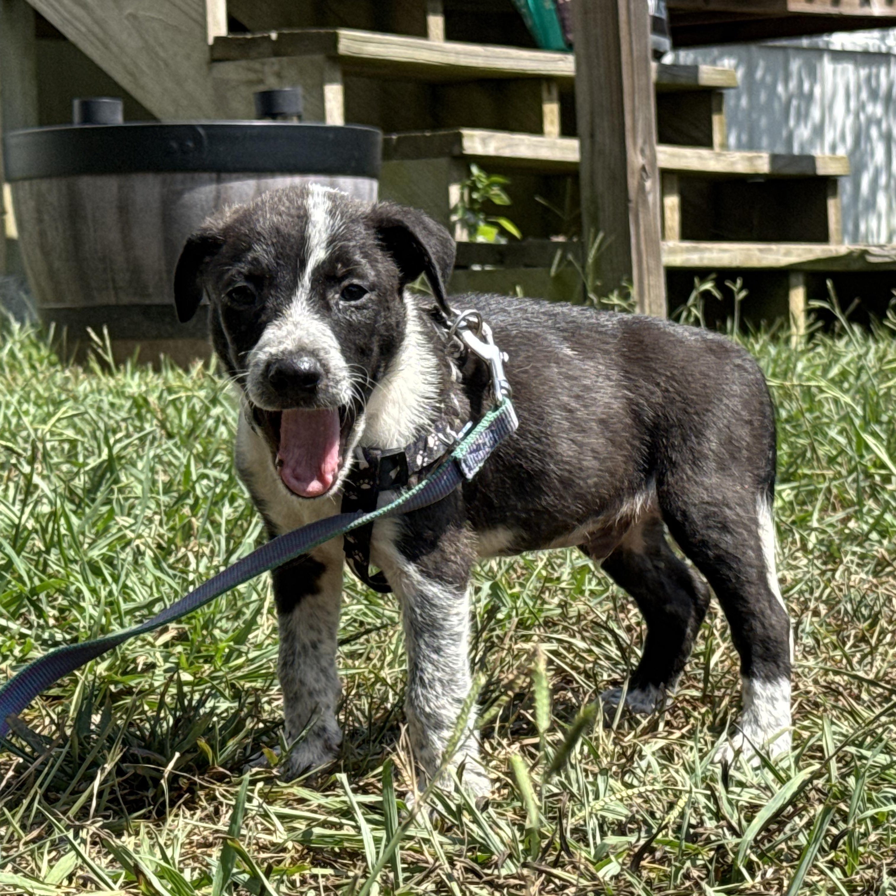 Enlarge Chance, a Adopted mixed breed in Ragland, AL image 3/5